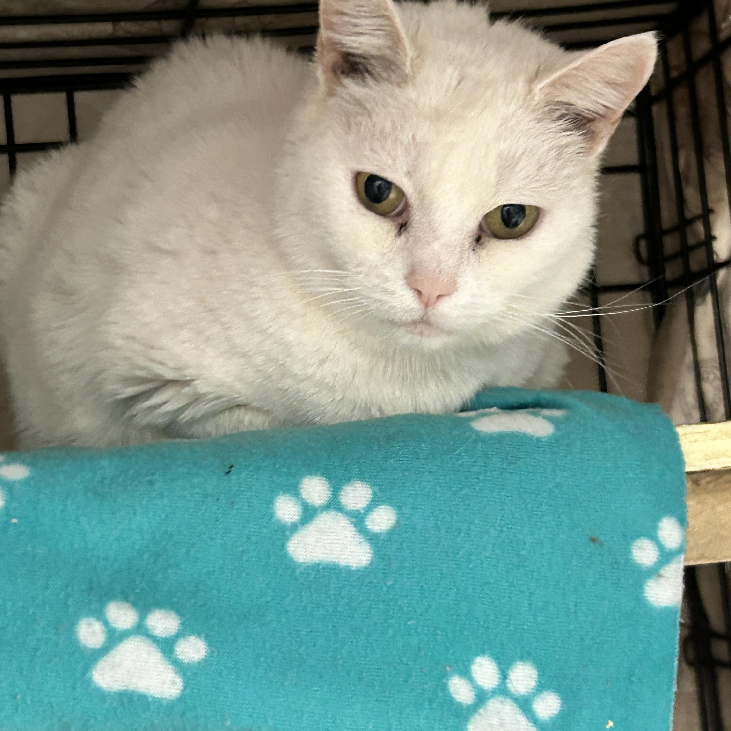 Enlarge Kinsley, an adopted Domestic Short Hair in Maple Ridge, BC image 1/6