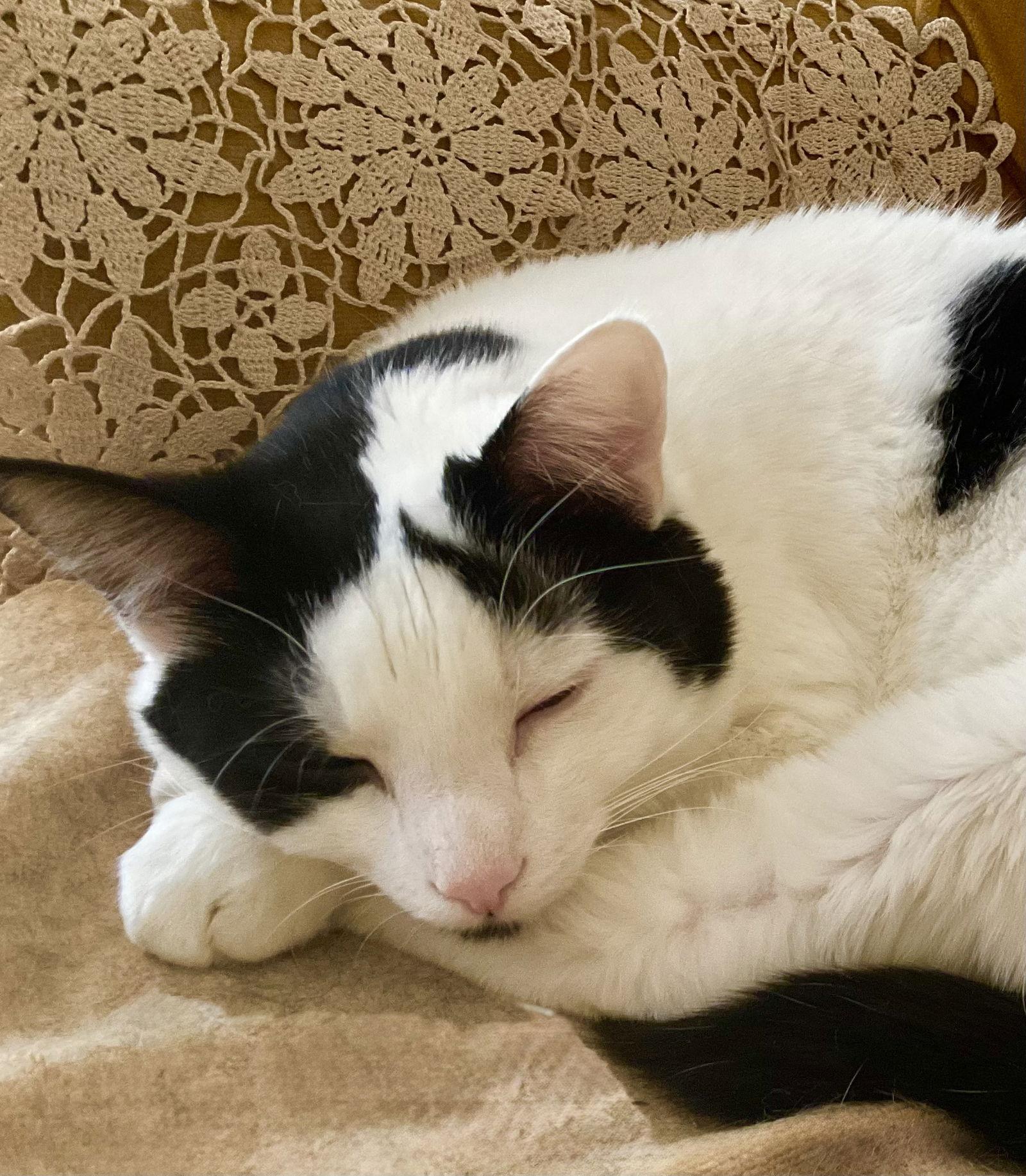Mason (+ Maverick), Adoptable, Young Male Domestic Short Hair & Domestic Short Hair.