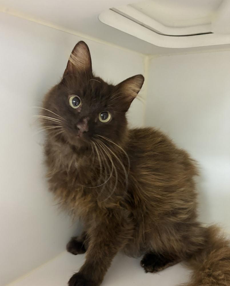 Tiki, Adoptable, Adult Female Domestic Medium Hair.
