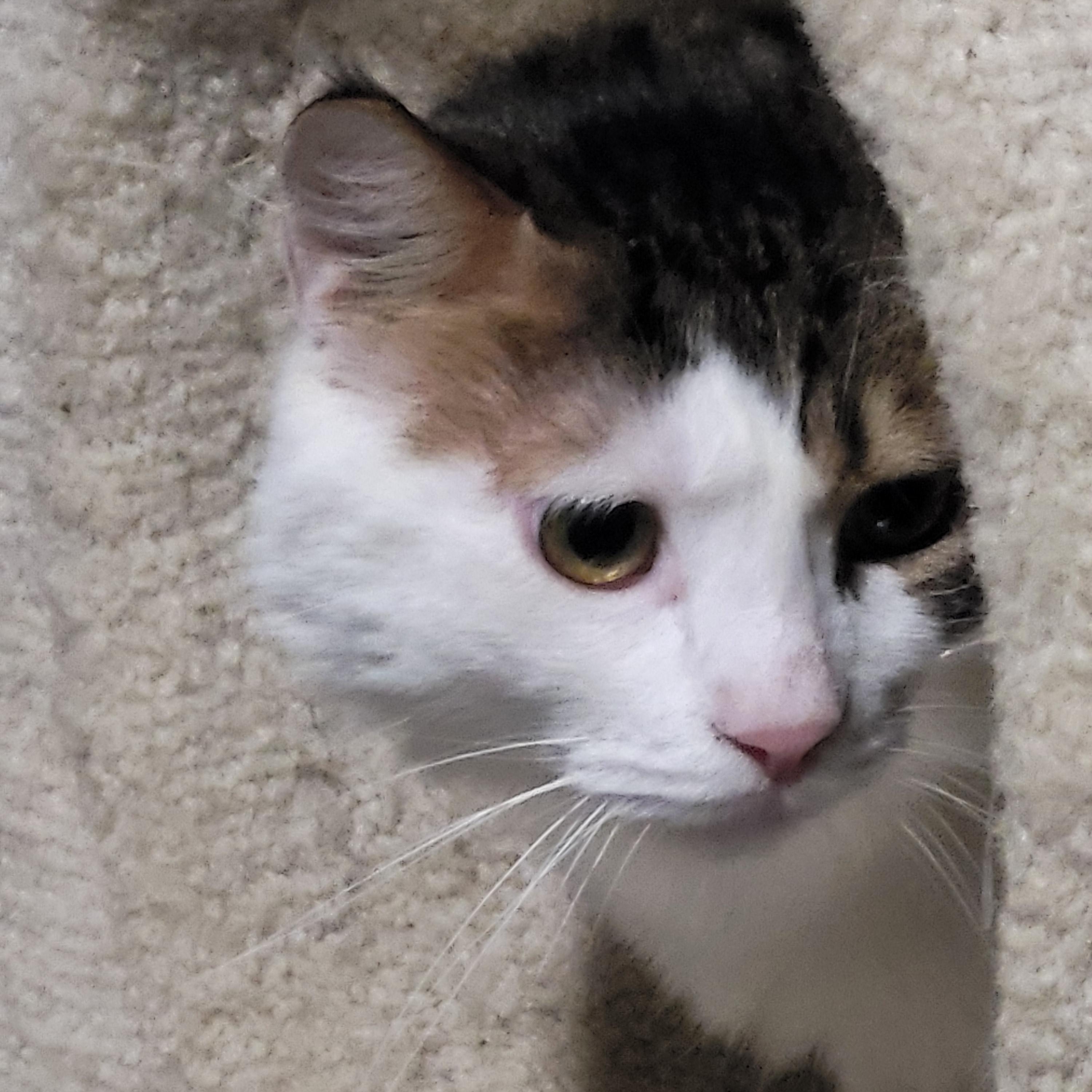 Fluffy, Adoptable, Adult Male Domestic Medium Hair.