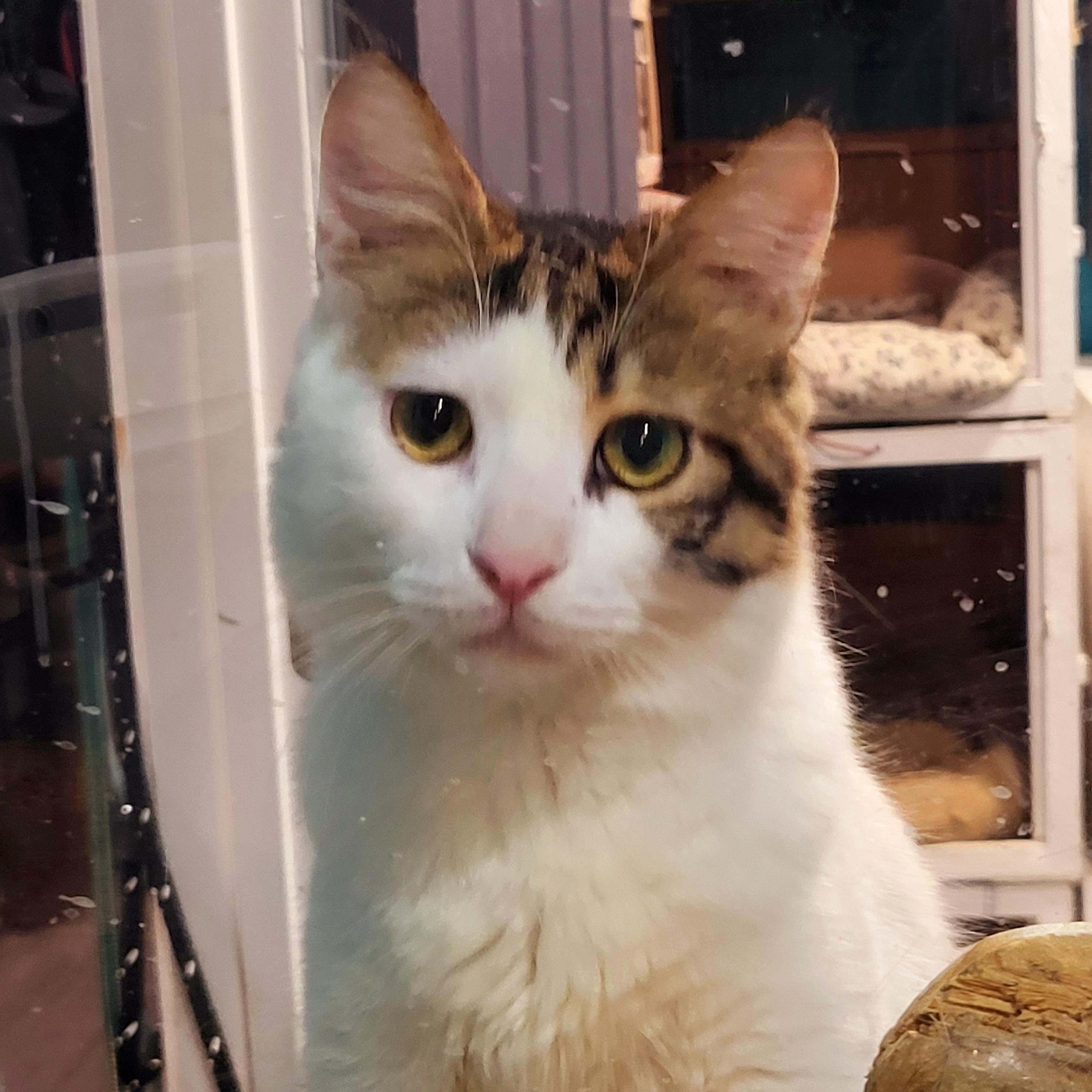 Fluffy, Adoptable, Adult Male Domestic Medium Hair.