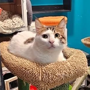 Fluffy