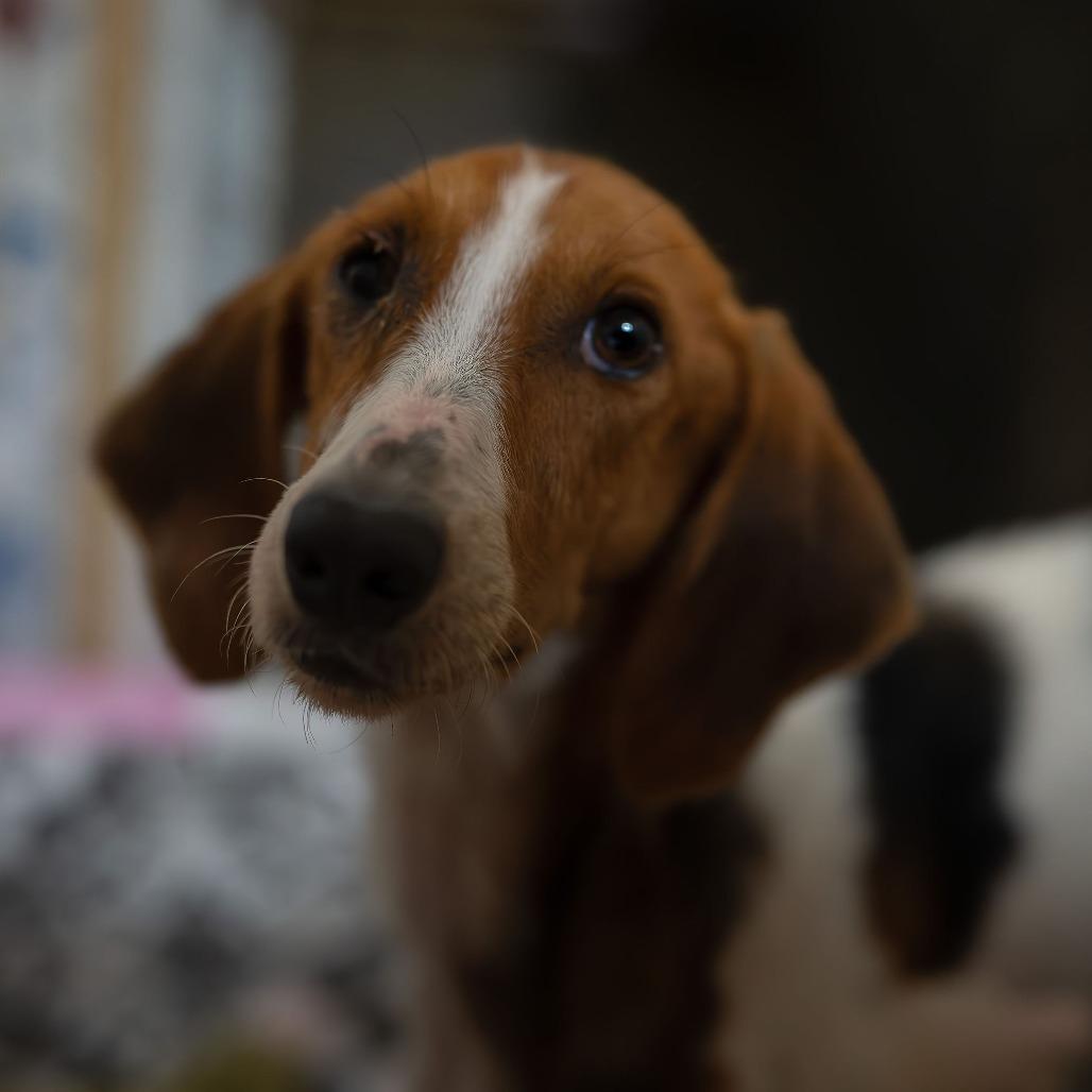 Minnie, Adoptable, Adult Female Bloodhound.