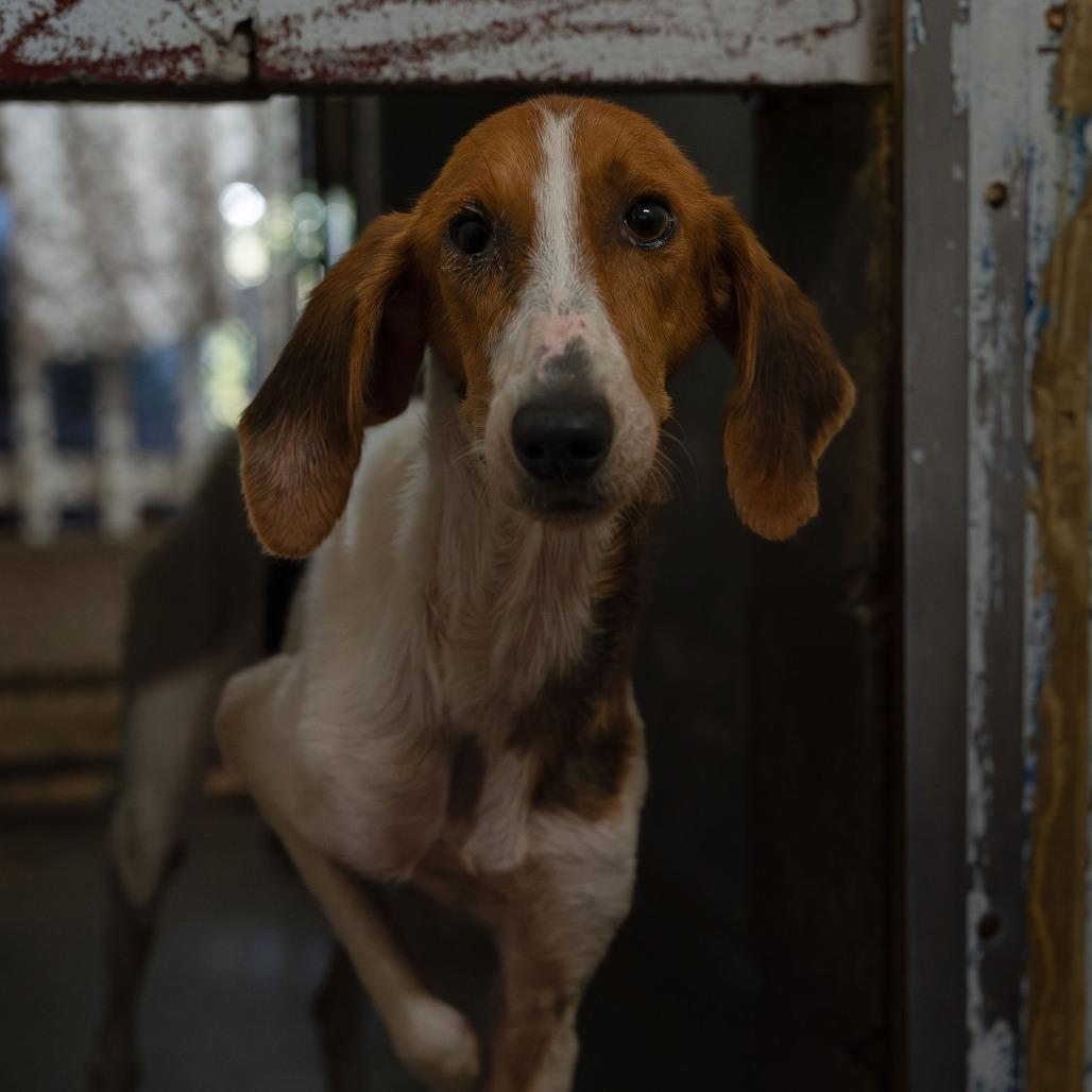 Enlarge Minnie, a Adoptable Bloodhound in Enterprise, AL image 2/5