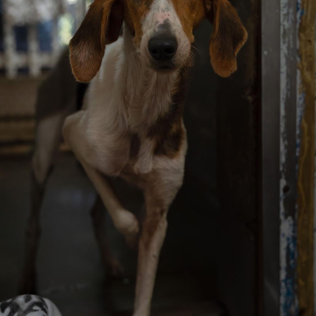 Enlarge Minnie, a Adoptable Bloodhound in Enterprise, AL image 3/5