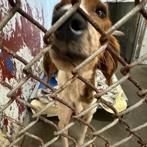Enlarge Minnie, a Adoptable Bloodhound in Enterprise, AL image 4/5
