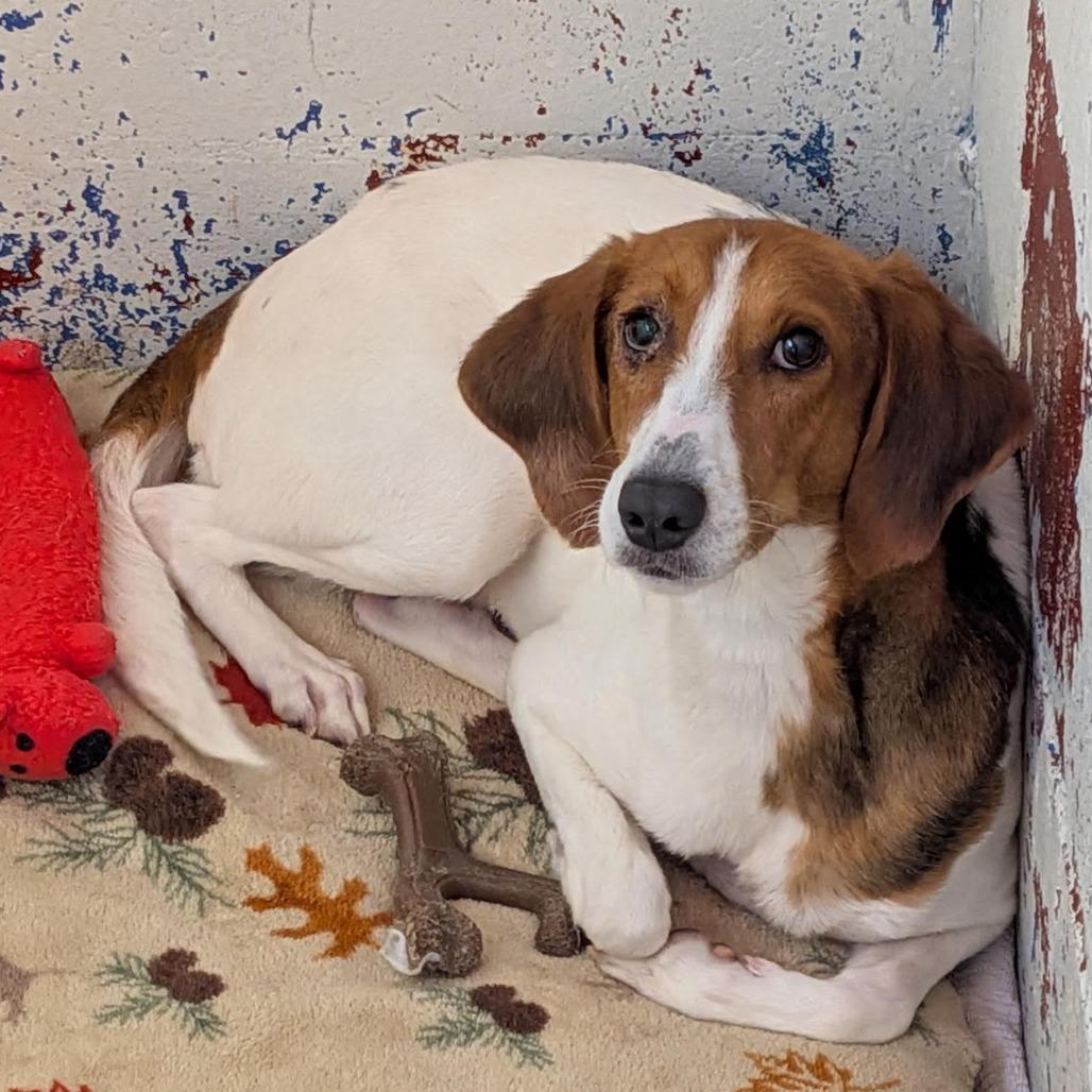 Enlarge Minnie, a Adoptable Bloodhound in Enterprise, AL image 5/5