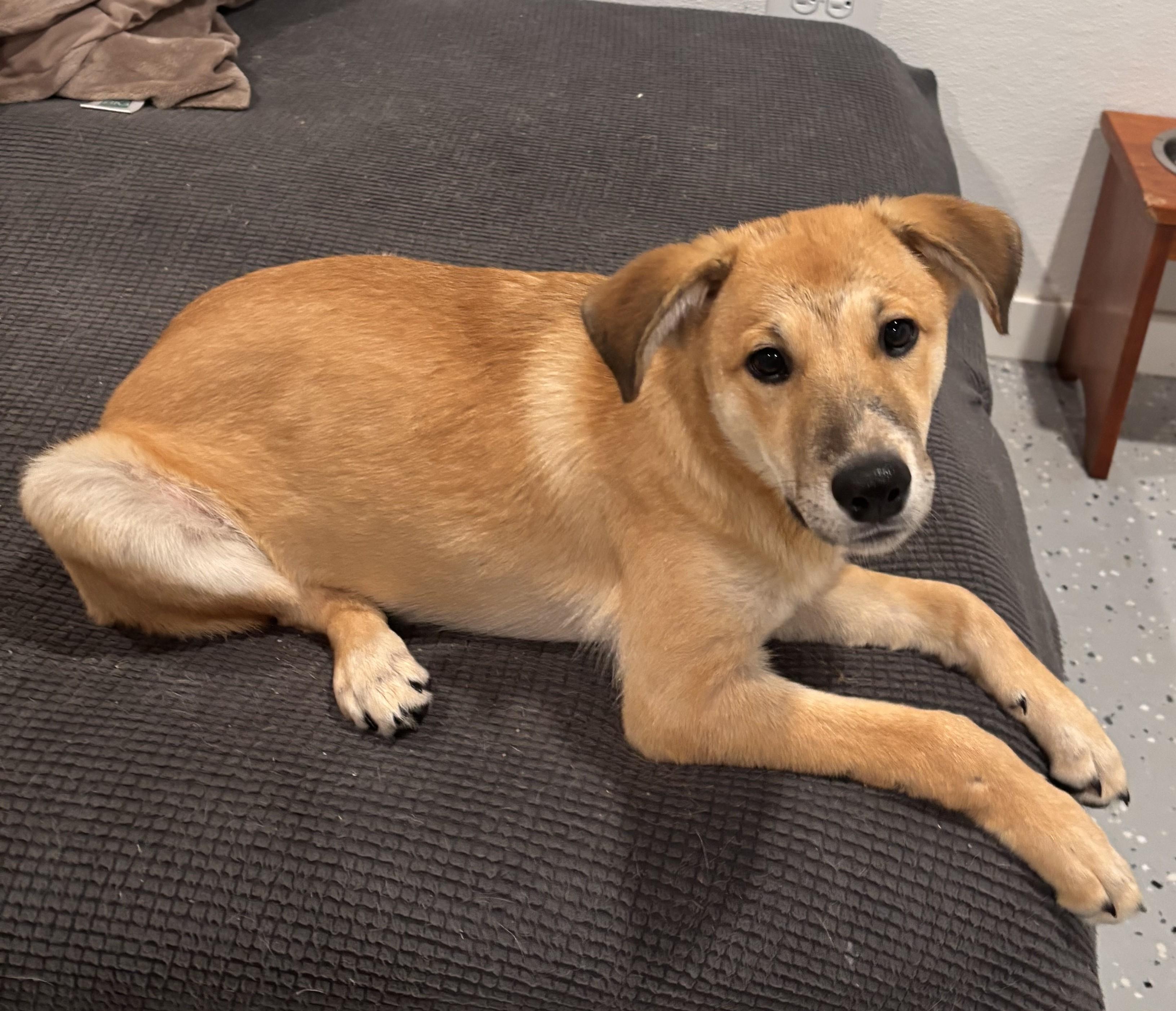 Binx, Adoptable, Puppy Male Shepherd & Labrador Retriever.