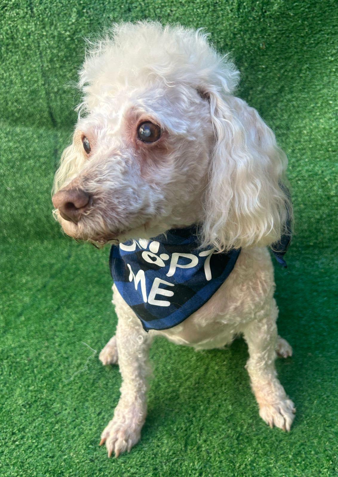 Teddy, a Adoptable mixed breed in San Ysidro, CA image 1/6