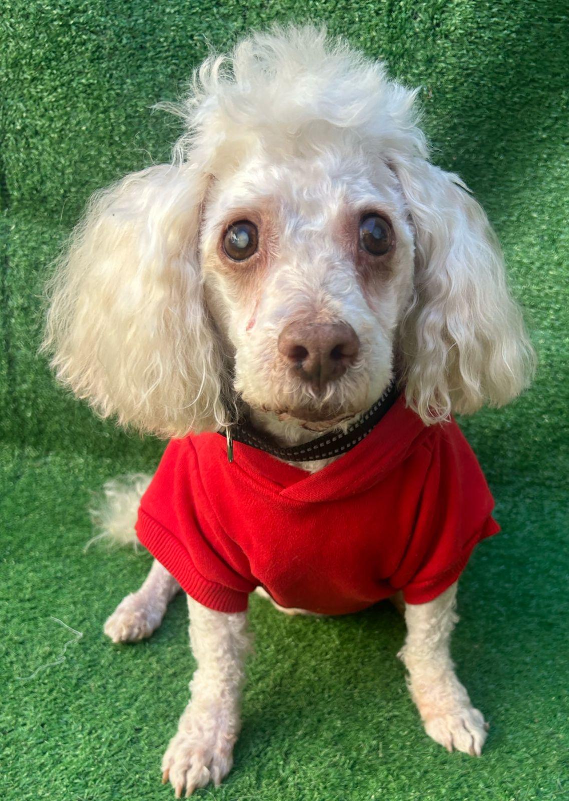 Teddy, a Adoptable mixed breed in San Ysidro, CA image 2/6