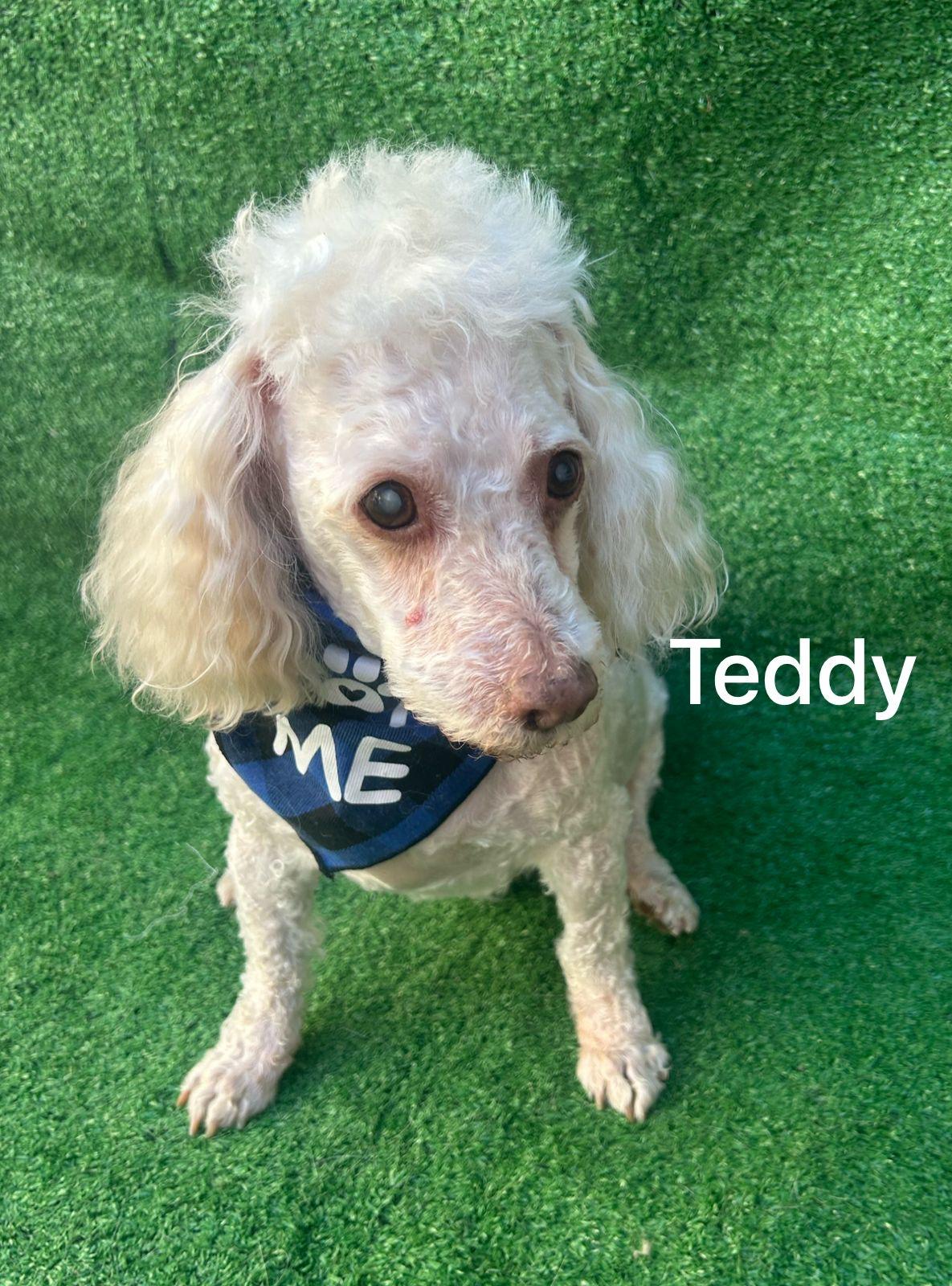 Teddy, a Adoptable mixed breed in San Ysidro, CA image 4/6
