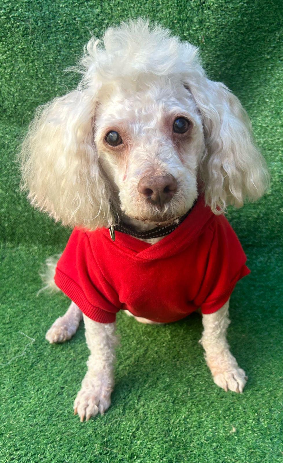 Teddy, a Adoptable mixed breed in San Ysidro, CA image 5/6