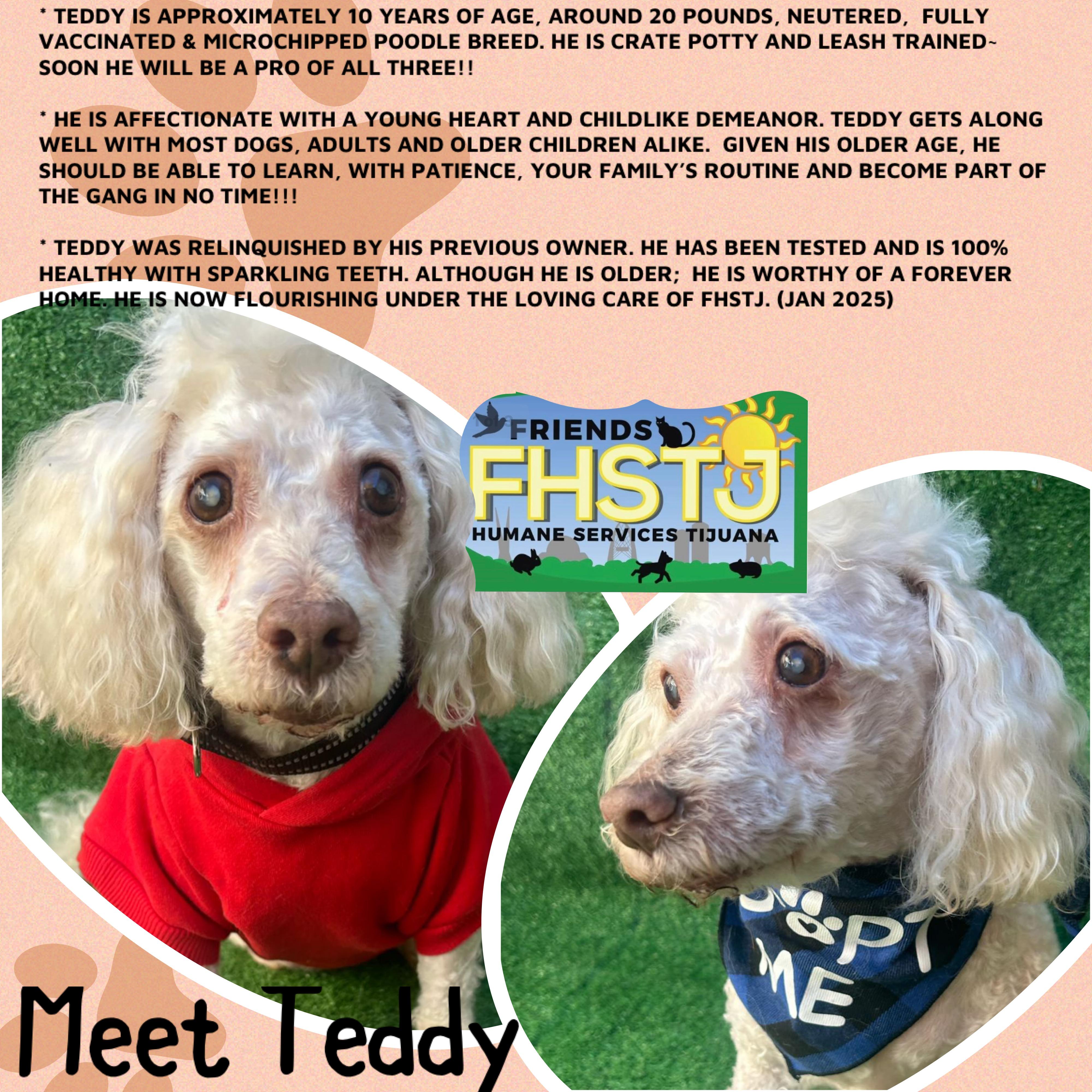 Teddy, a Adoptable mixed breed in San Ysidro, CA image 3/6