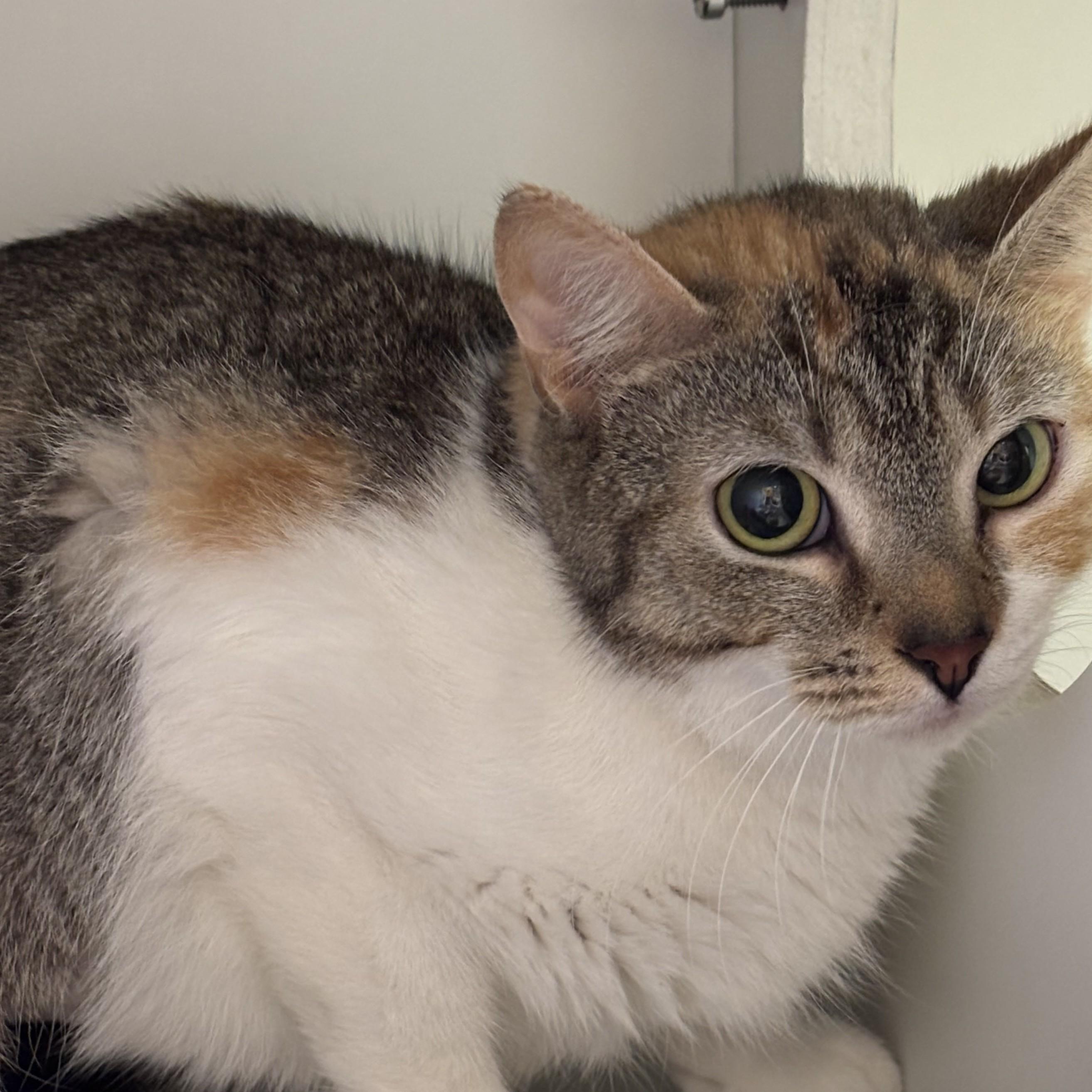 Allison, a ADOPTABLE Domestic Short Hair in Phoenixville, PA image 4/4