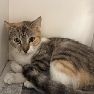 Allison, ADOPTABLE, Young Female Domestic Short Hair.
