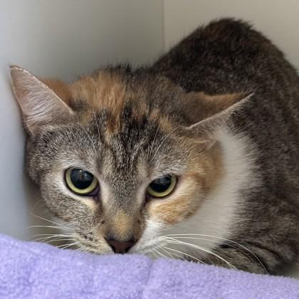 Allison, a ADOPTABLE Domestic Short Hair in Phoenixville, PA image 3/4