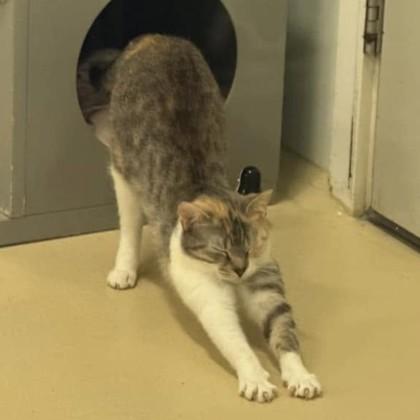Allison, a ADOPTABLE Domestic Short Hair in Phoenixville, PA image 2/4