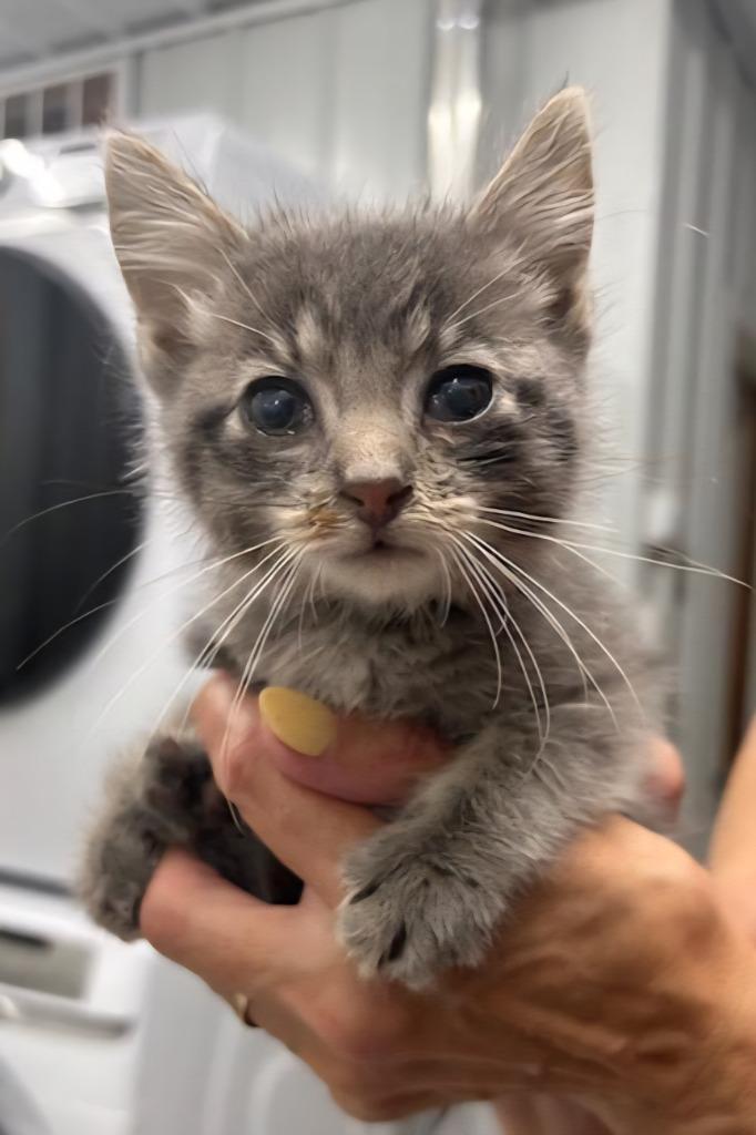 Rocky, Adoptable, Kitten Male Domestic Short Hair.