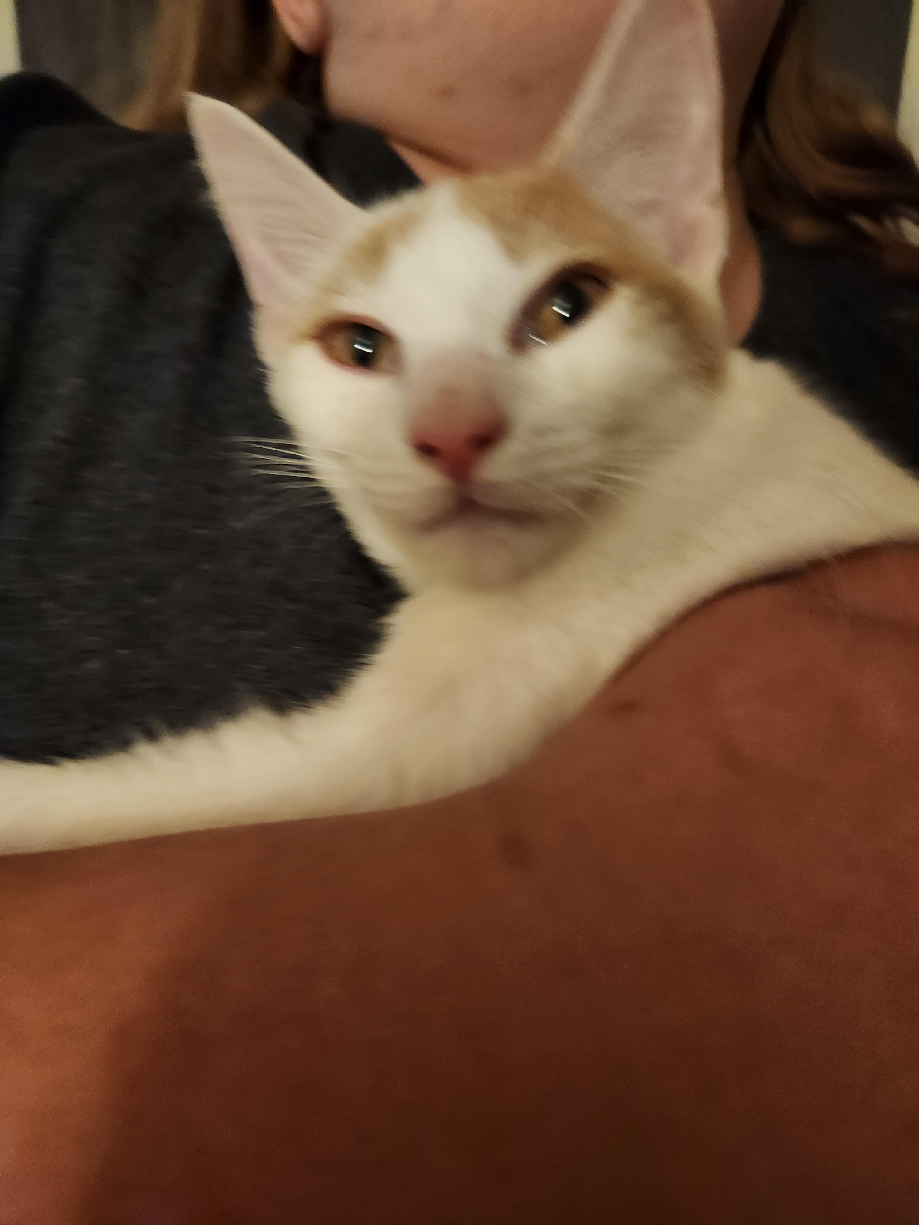 Meatball, Adoptable, Kitten Male Domestic Short Hair.