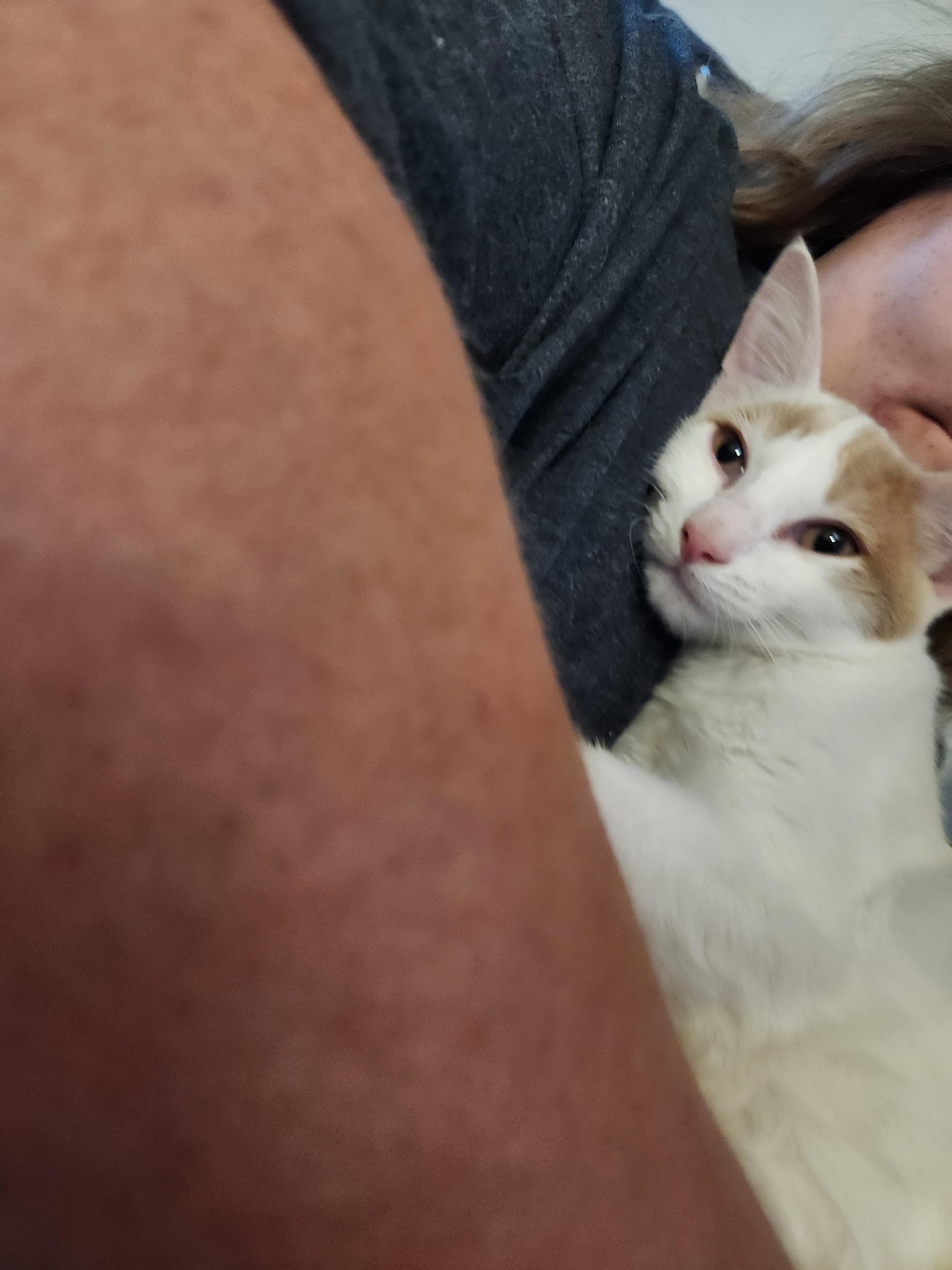 Meatball, a Adoptable Domestic Short Hair in Mount Pleasant, TX image 2/5