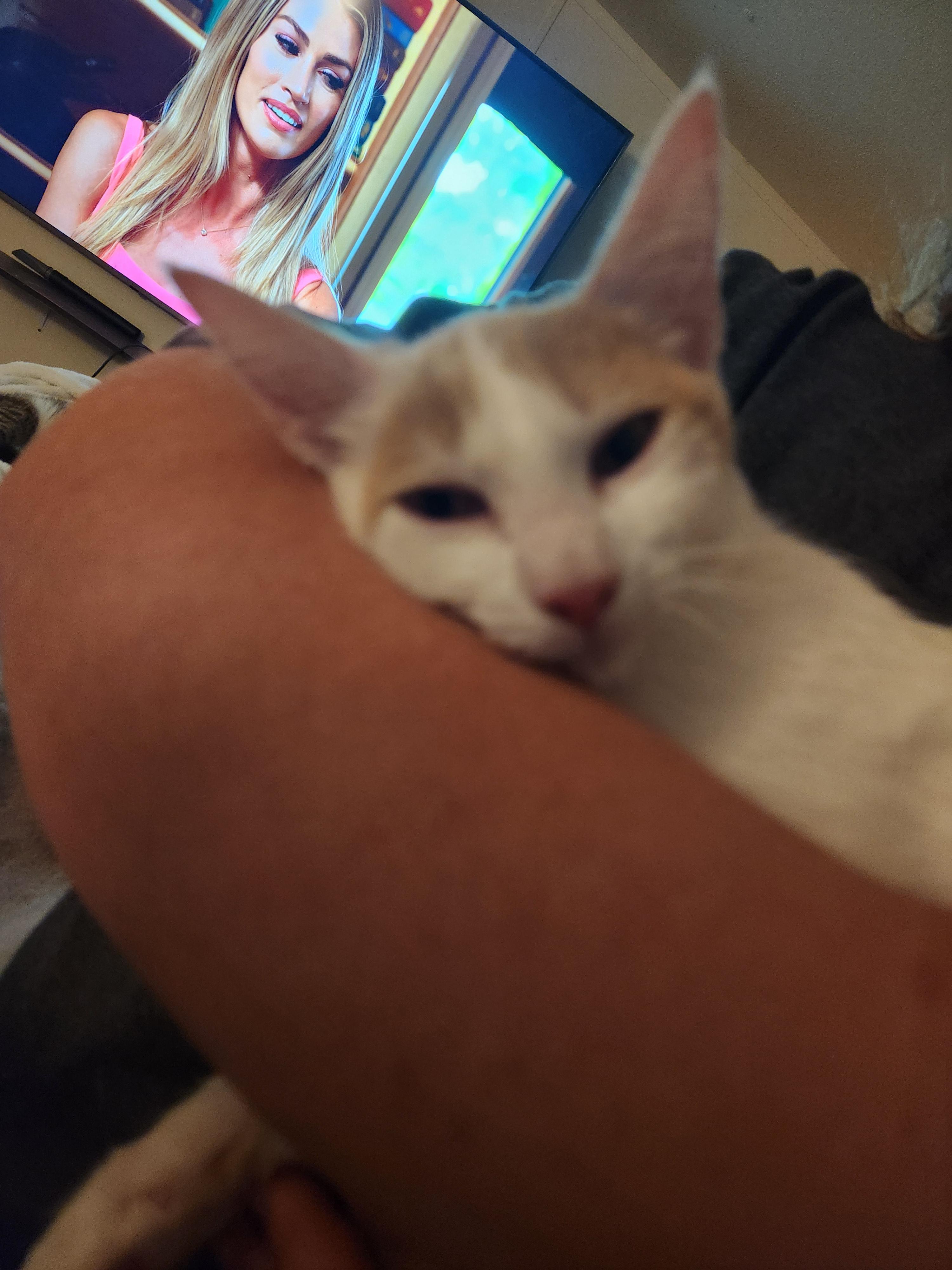 Meatball, a Adoptable Domestic Short Hair in Mount Pleasant, TX image 3/5