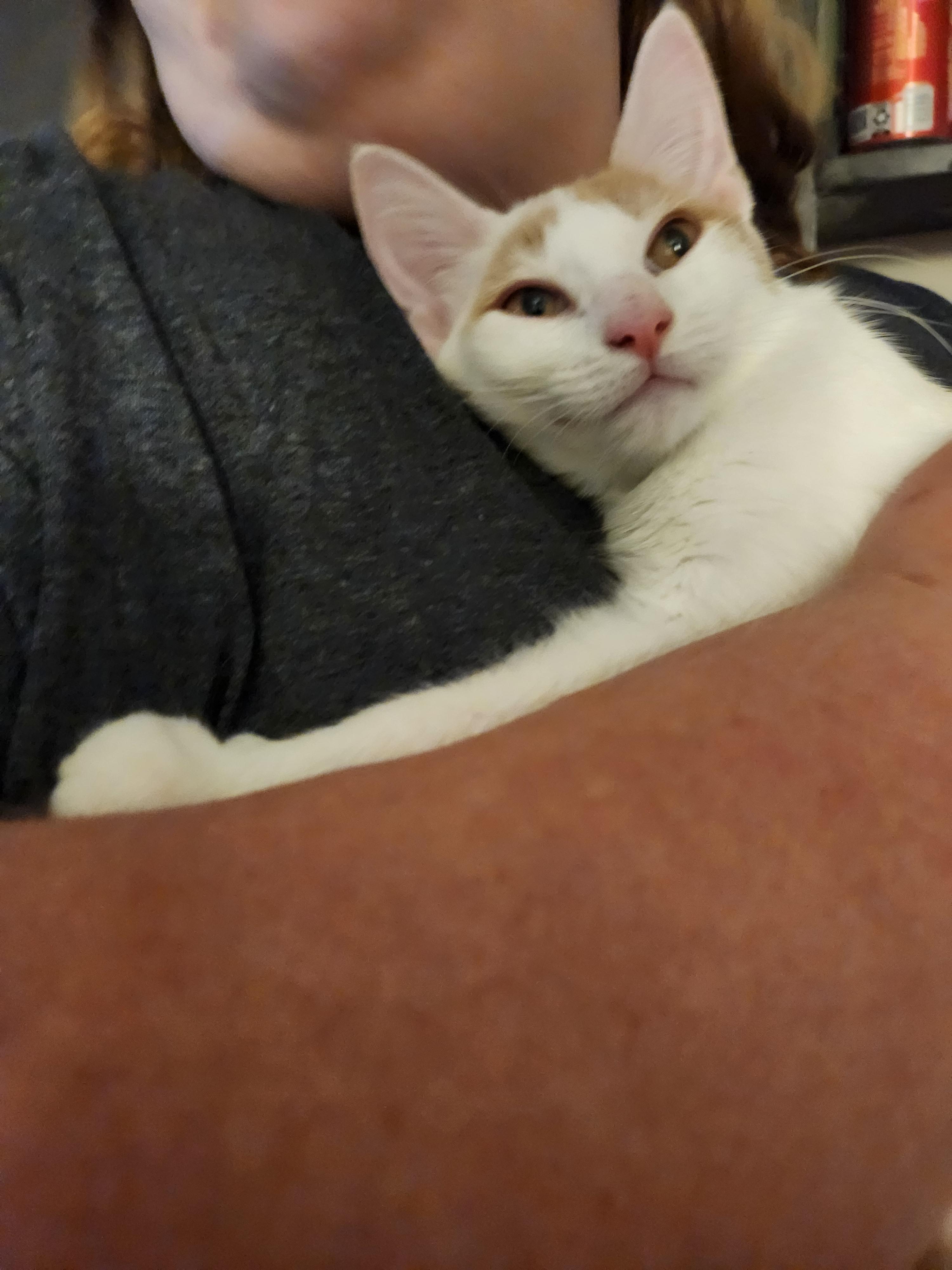Meatball, a Adoptable Domestic Short Hair in Mount Pleasant, TX image 4/5