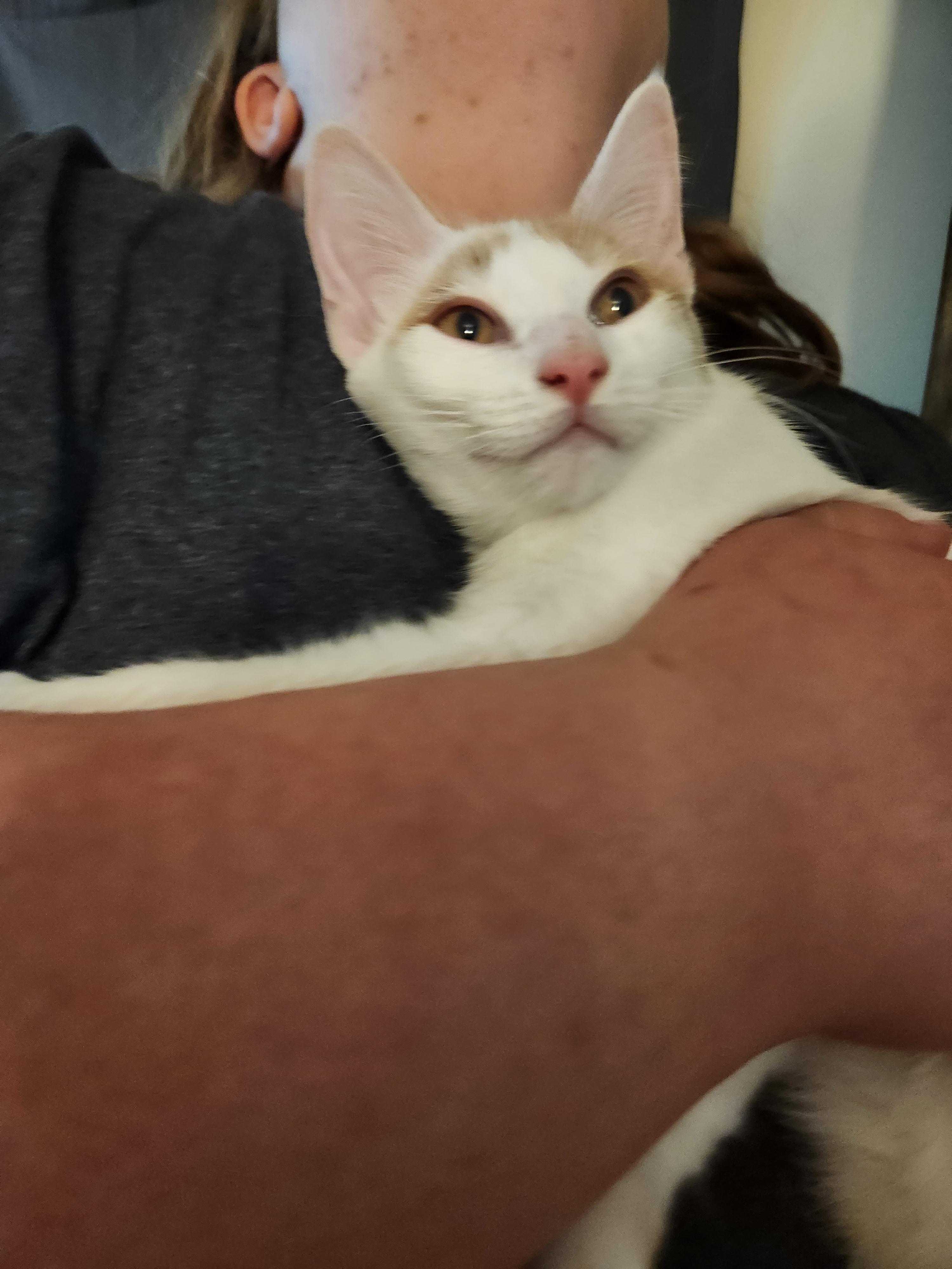 Meatball, a Adoptable Domestic Short Hair in Mount Pleasant, TX image 5/5
