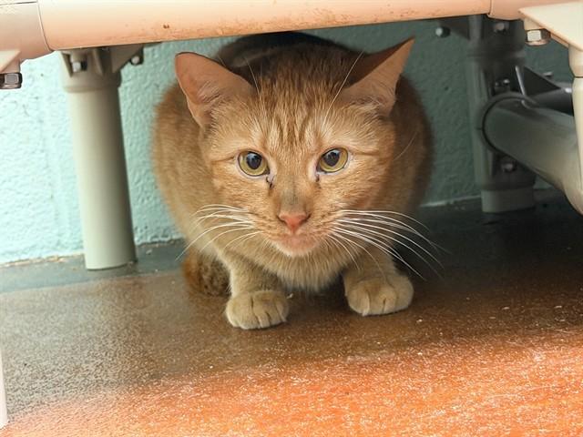 SOKKA, Adoptable, Adult Male Domestic Short Hair.