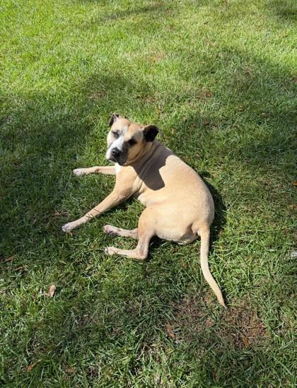 Agnes Ann (Bella), Adoptable, Senior Female Mixed Breed & Mixed Breed.