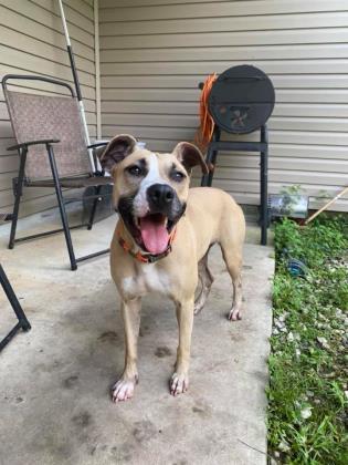Agnes Ann (Bella), a Adoptable mixed breed in Covington, LA image 2/3