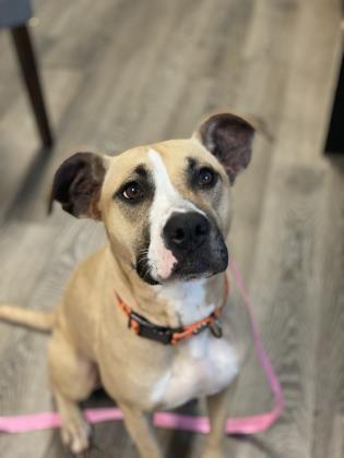 Agnes Ann (Bella), a Adoptable mixed breed in Covington, LA image 3/3