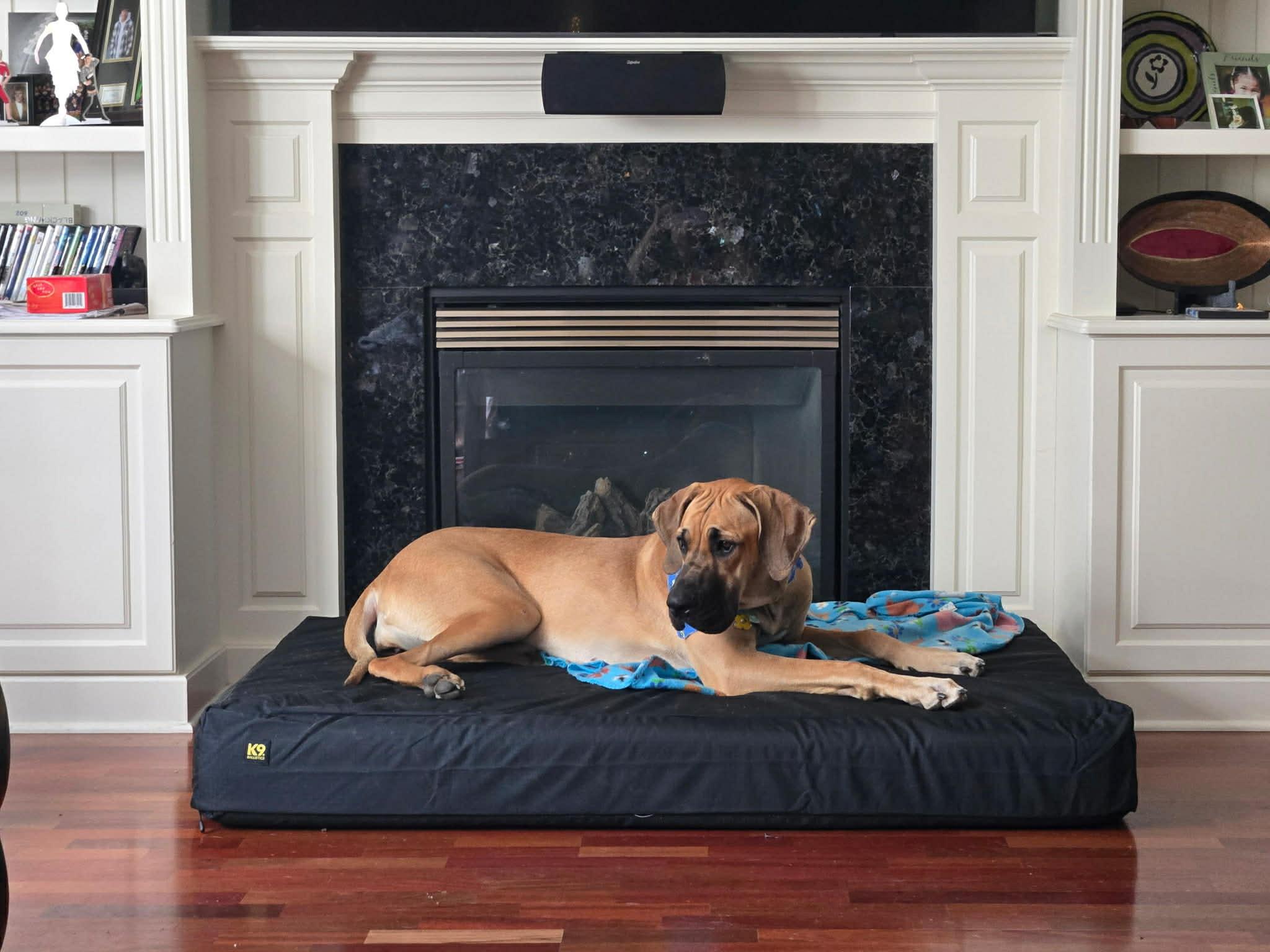 Daisy, Adoptable, Adult Female Great Dane.