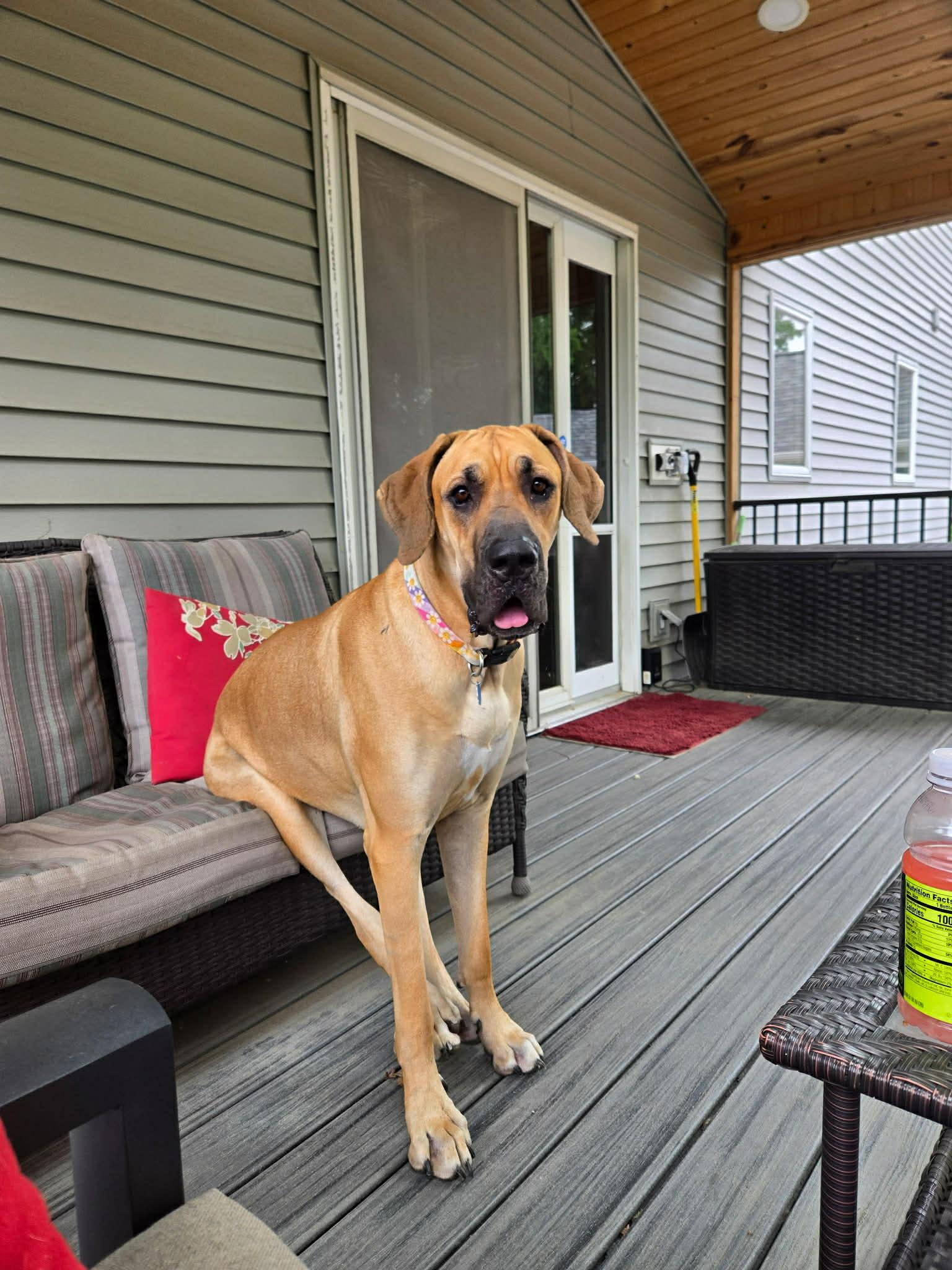 Enlarge Daisy, a Adoptable Great Dane in New Baltimore, MI image 2/2