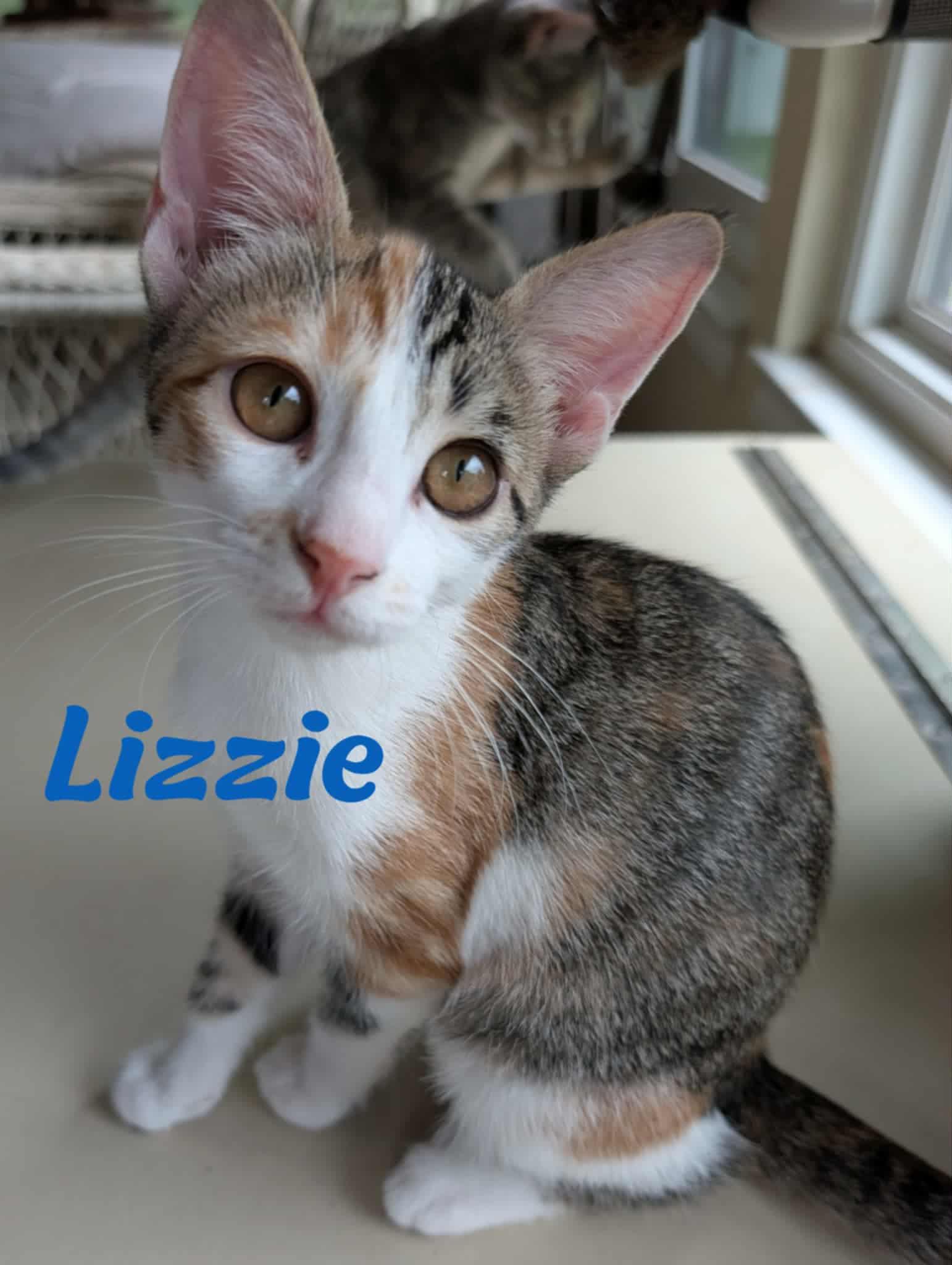 Enlarge Lizzie, a Adoptable Tabby in Weatherford, TX image 1/5