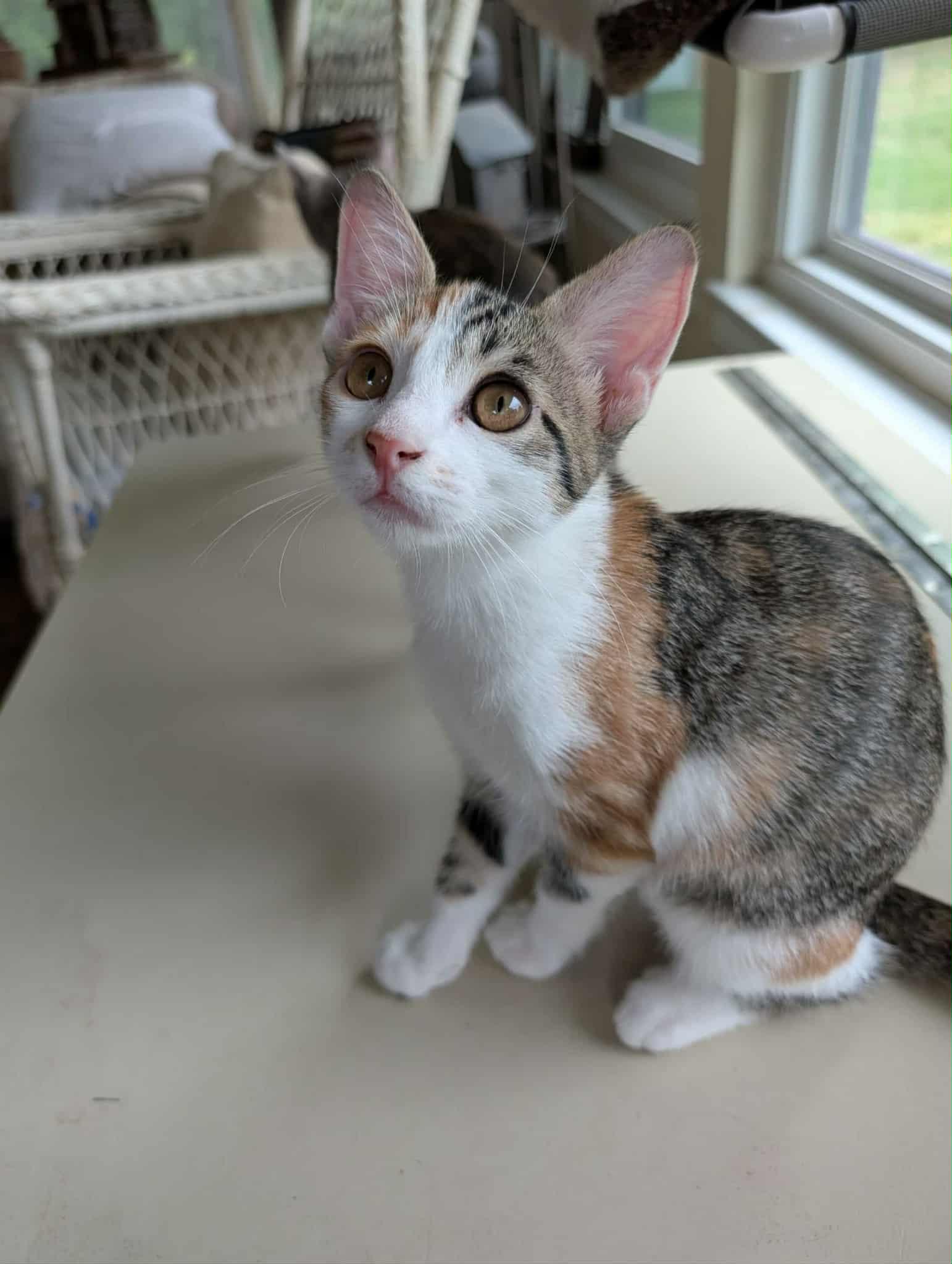 Enlarge Lizzie, a Adoptable Tabby in Weatherford, TX image 2/5