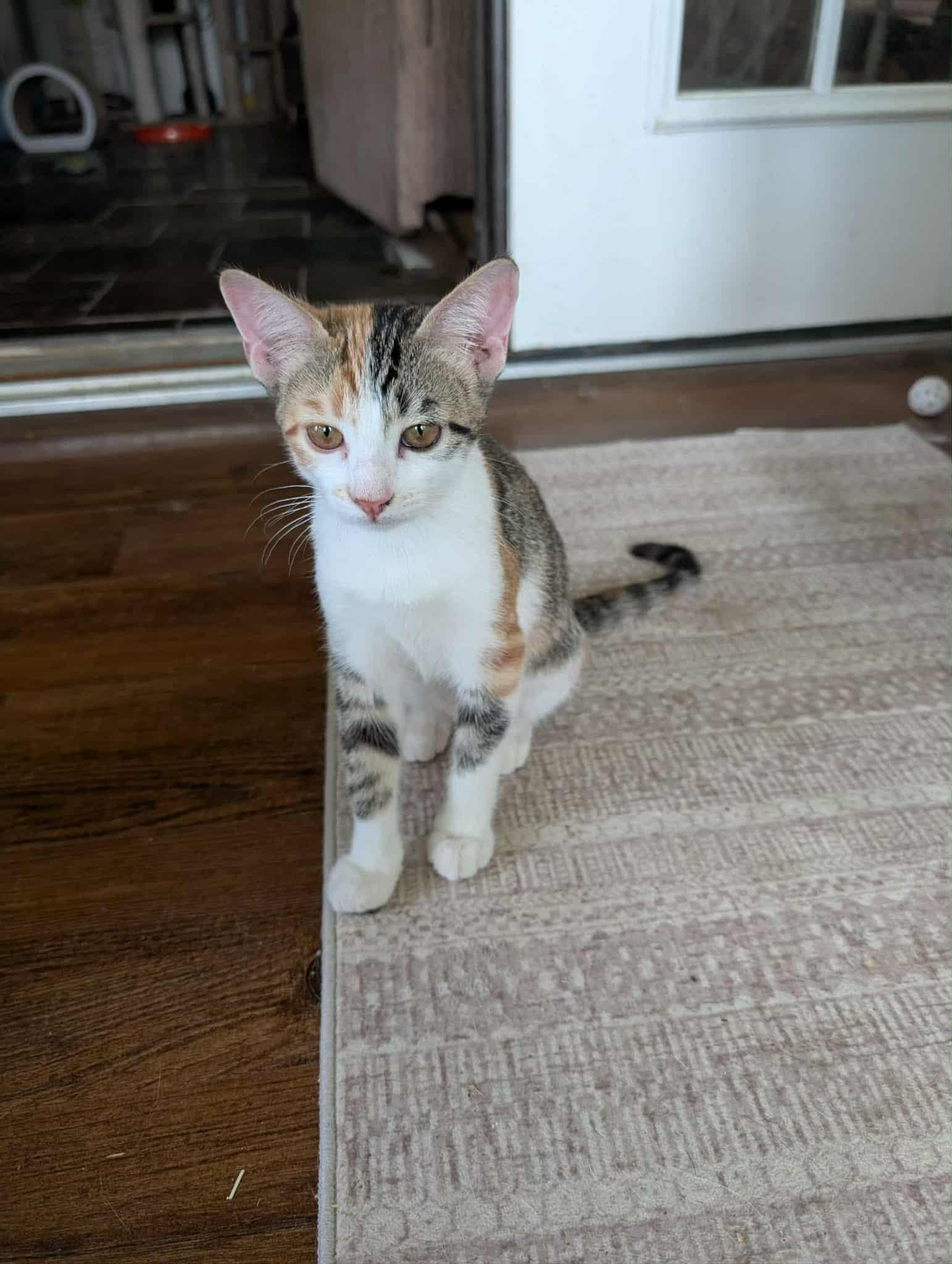 Enlarge Lizzie, a Adoptable Tabby in Weatherford, TX image 3/5