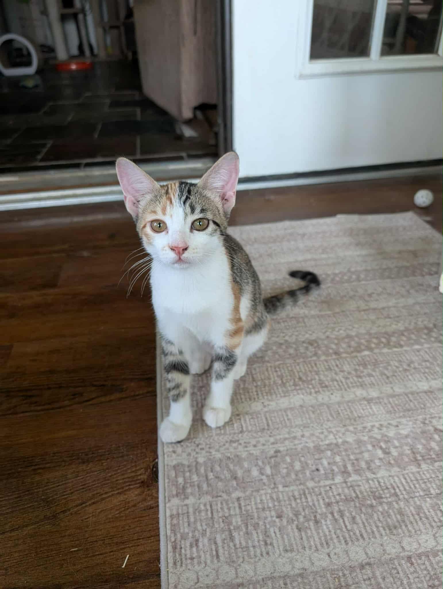Enlarge Lizzie, a Adoptable Tabby in Weatherford, TX image 4/5