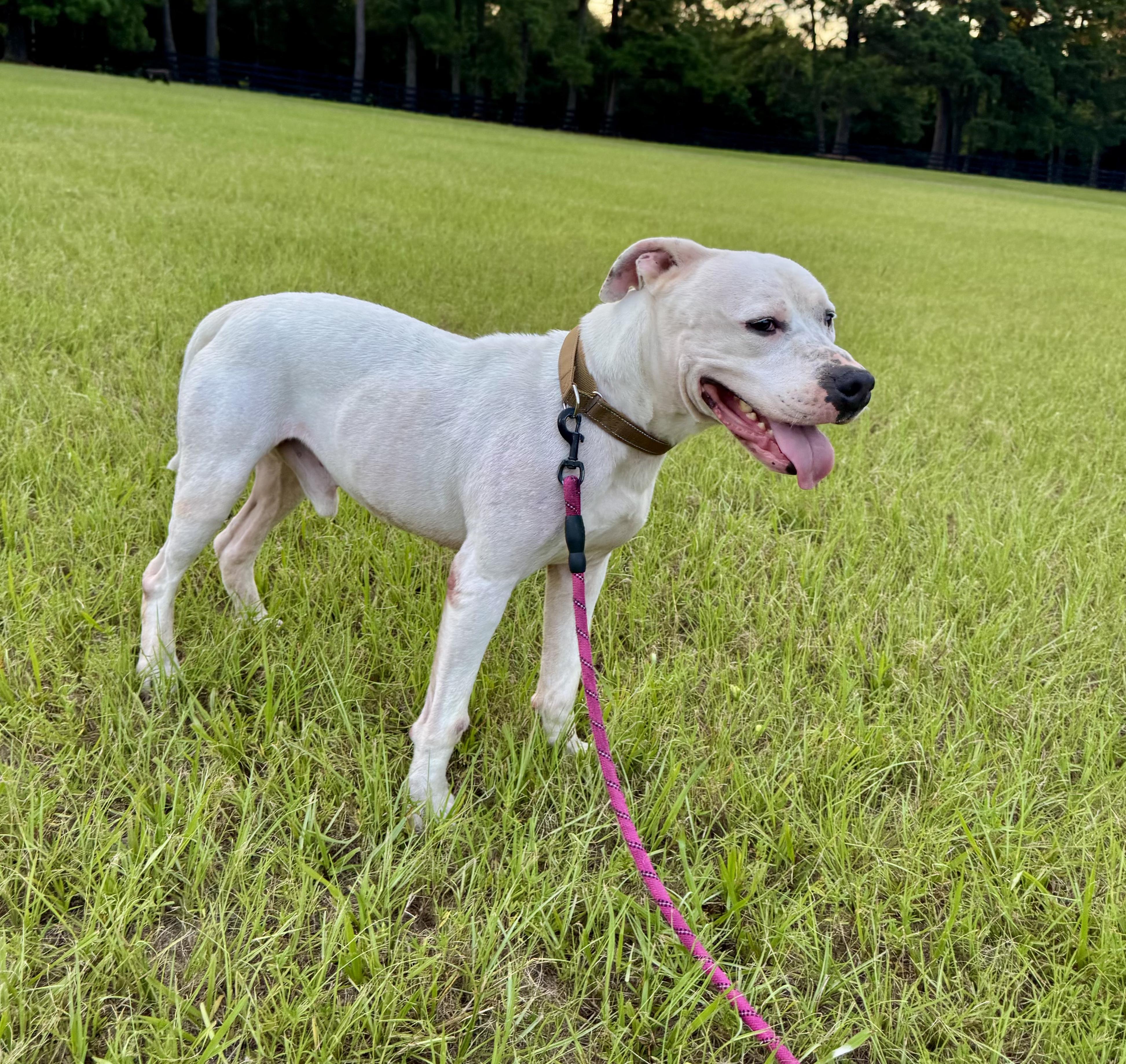 Enlarge Toddy, a Adoptable mixed breed in Longview, TX image 2/6
