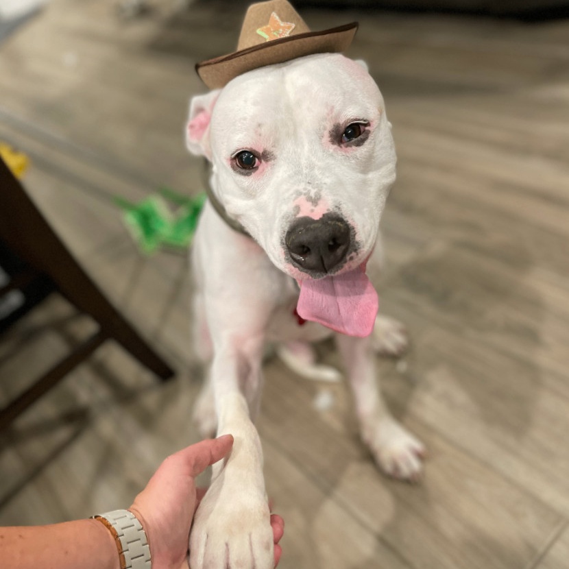 Enlarge Toddy, a Adoptable mixed breed in Longview, TX image 6/6