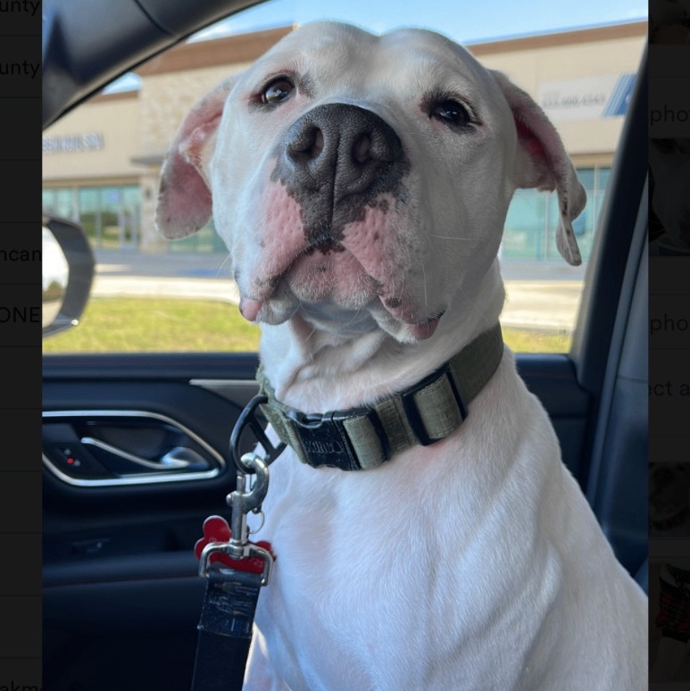 Enlarge Toddy, a Adoptable mixed breed in Longview, TX image 4/6