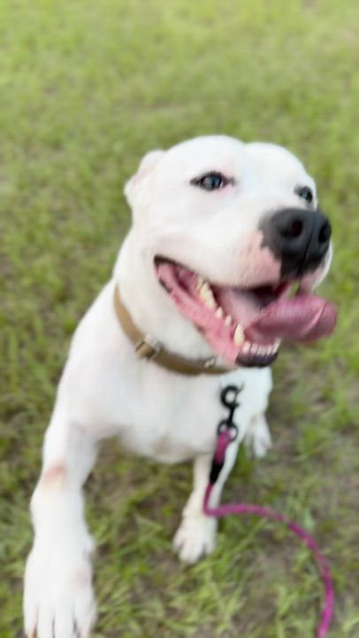 Enlarge Toddy, a Adoptable mixed breed in Longview, TX video 3/6