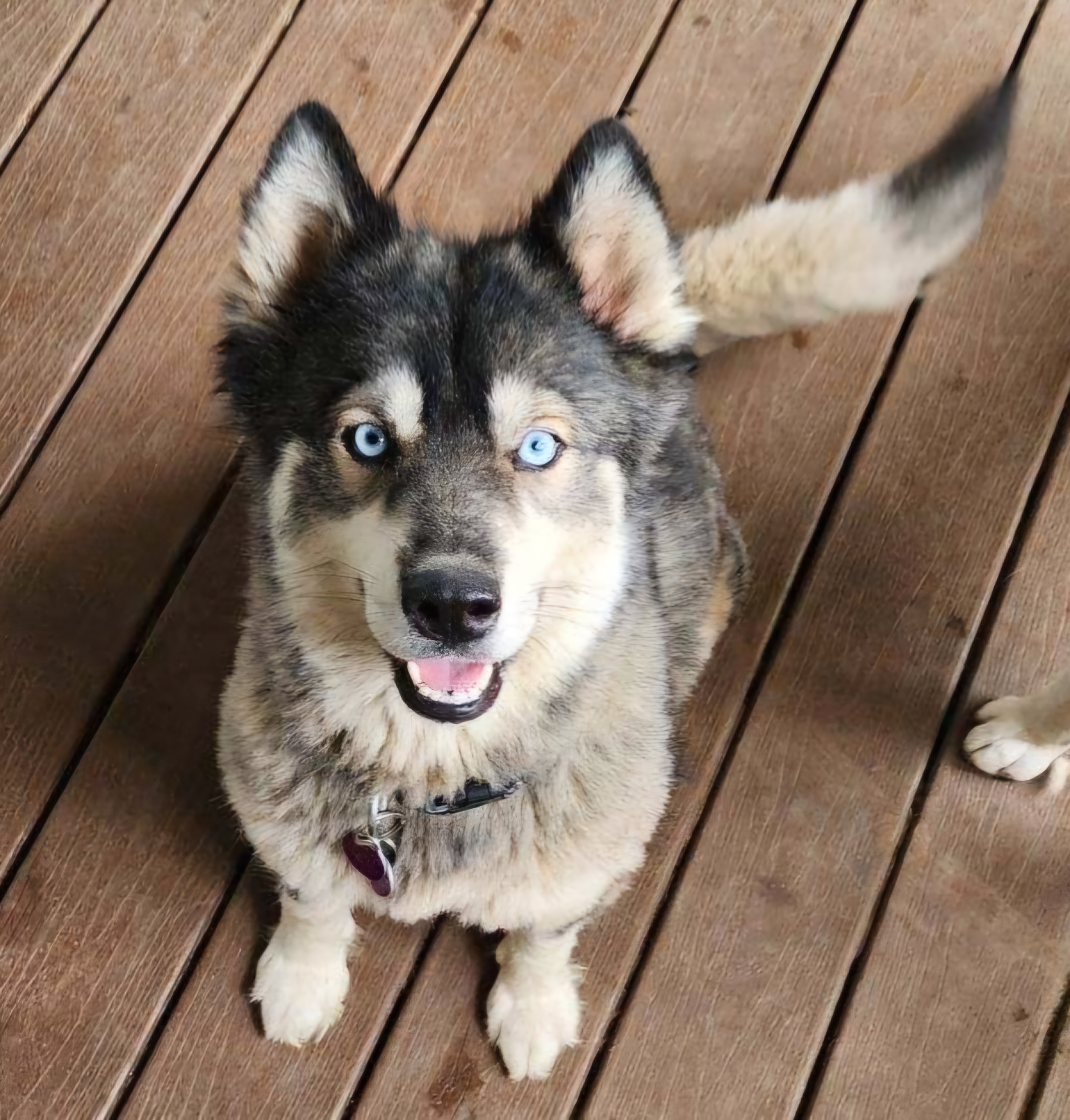 Faith, Adopted, Adult Female Siberian Husky & Alaskan Malamute.