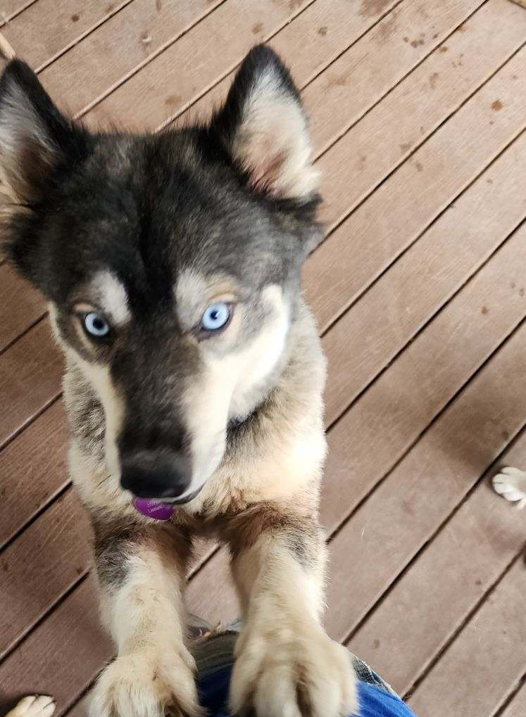 Faith, a Adopted mixed breed in Lakeland, FL image 2/2