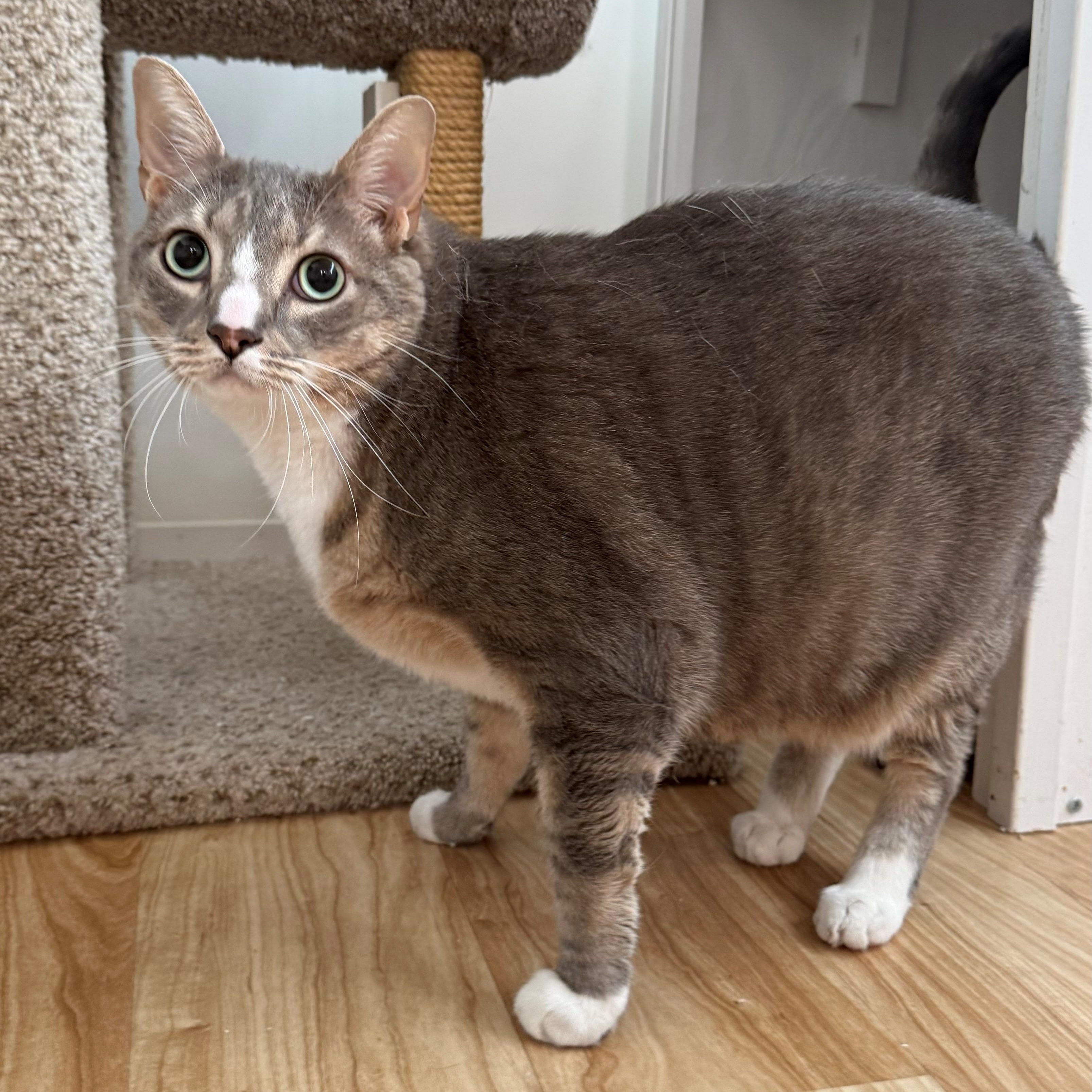 Augustus Tuna, ADOPTABLE, Adult Male Domestic Short Hair.