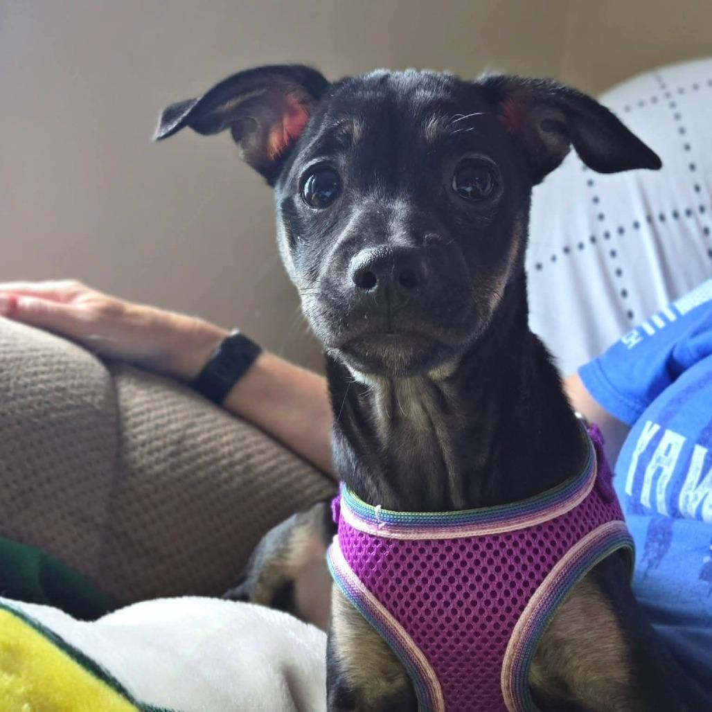 Honey, Adoptable, Puppy Female Chihuahua & Dachshund.