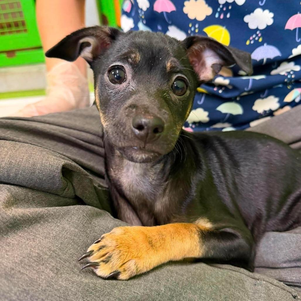 Honey, a Adoptable mixed breed in Jackson, MO image 2/2