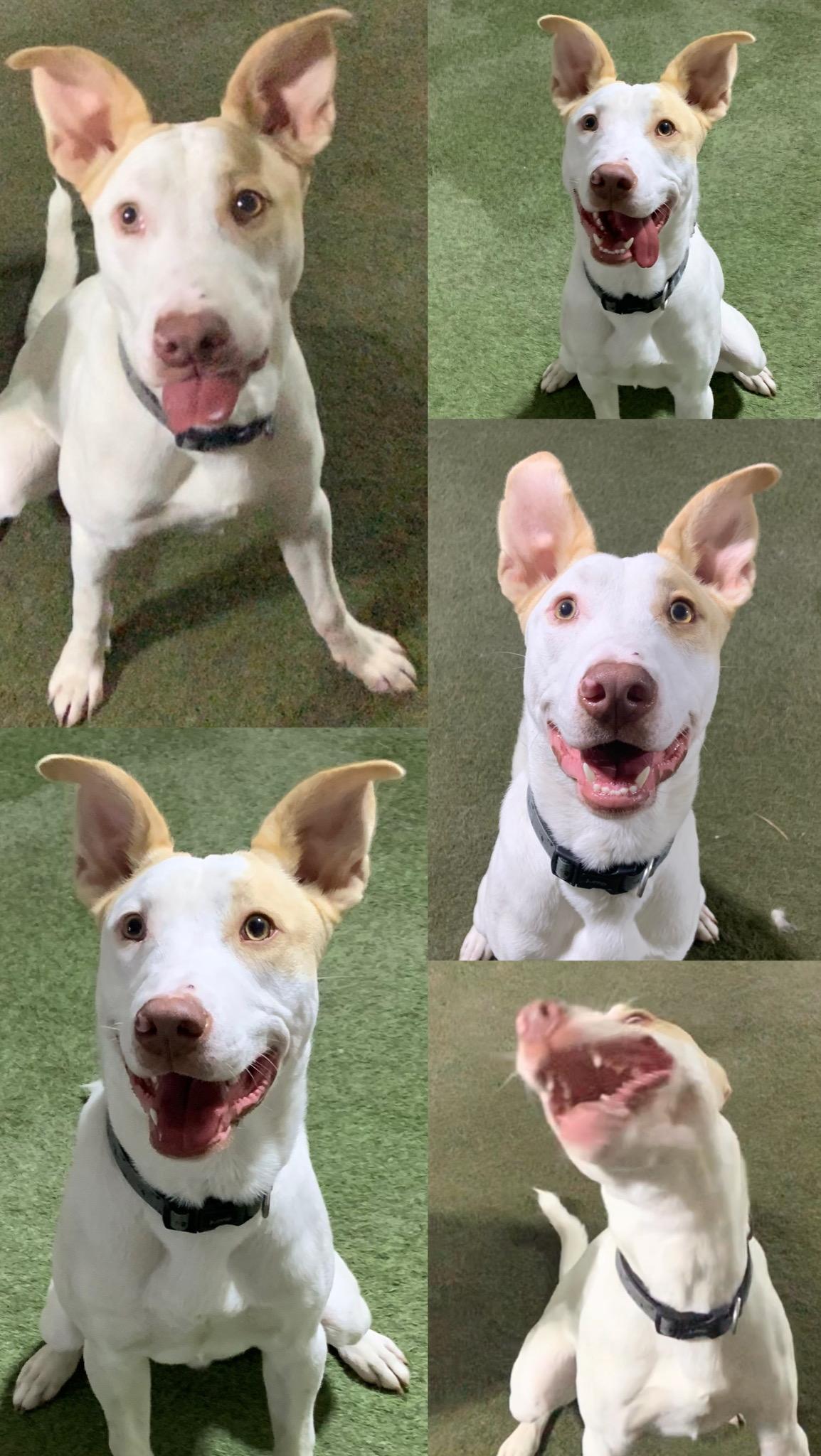 Enlarge Huey, a Adoptable mixed breed in Richmond, BC image 2/5