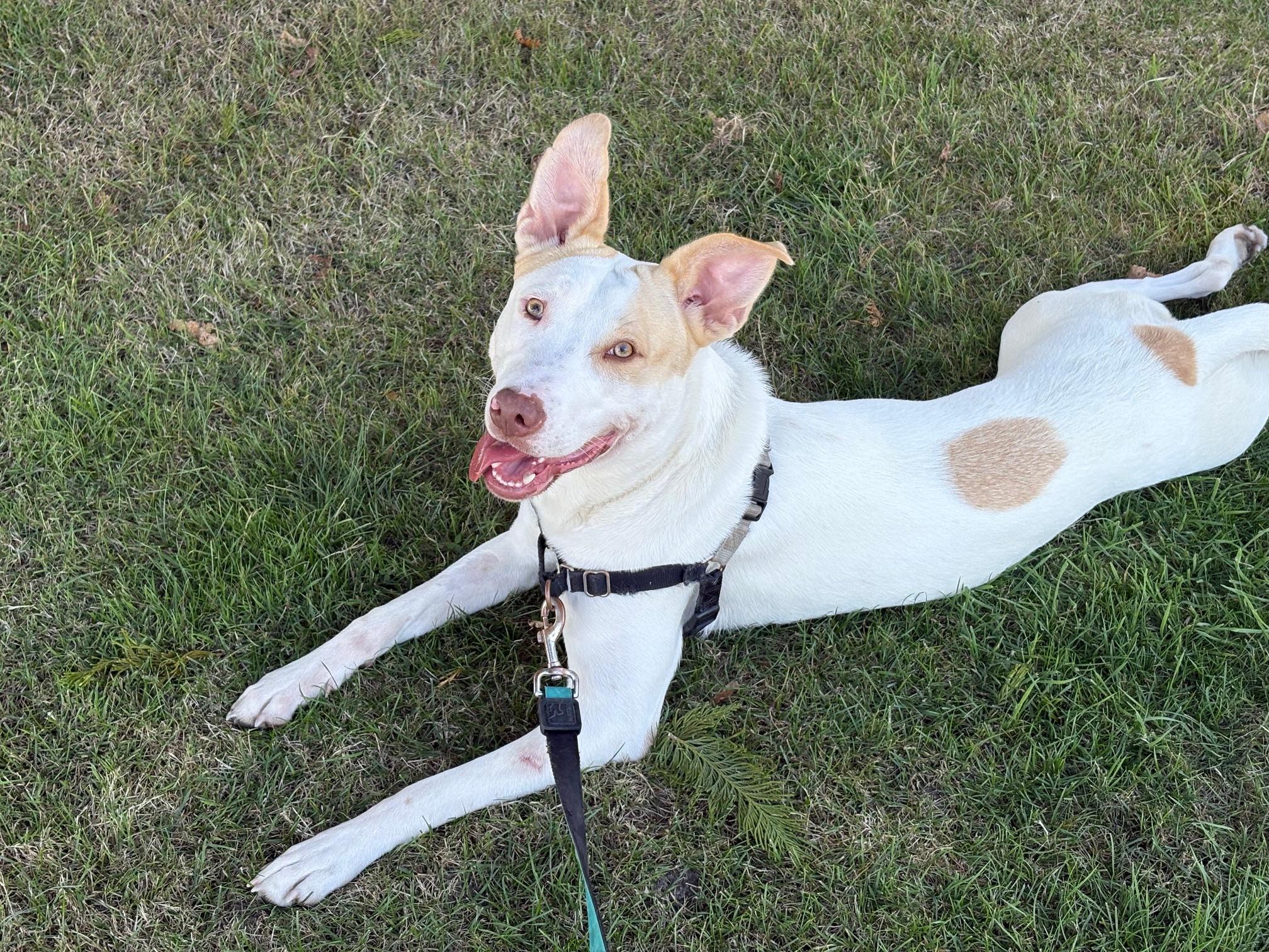 Enlarge Huey, a Adoptable mixed breed in Richmond, BC image 3/5