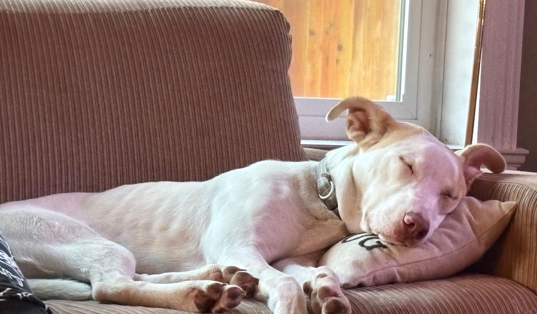 Huey, Adoptable, Young Male Boxer & Husky.