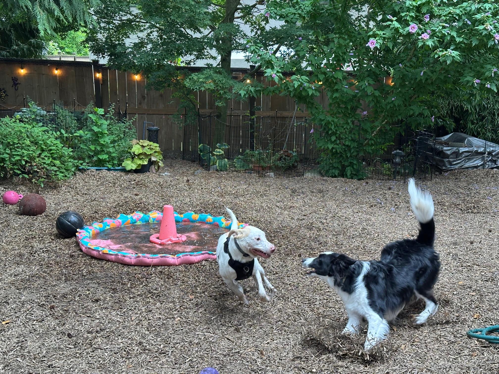 Enlarge Huey, a Adoptable mixed breed in Richmond, BC image 5/5